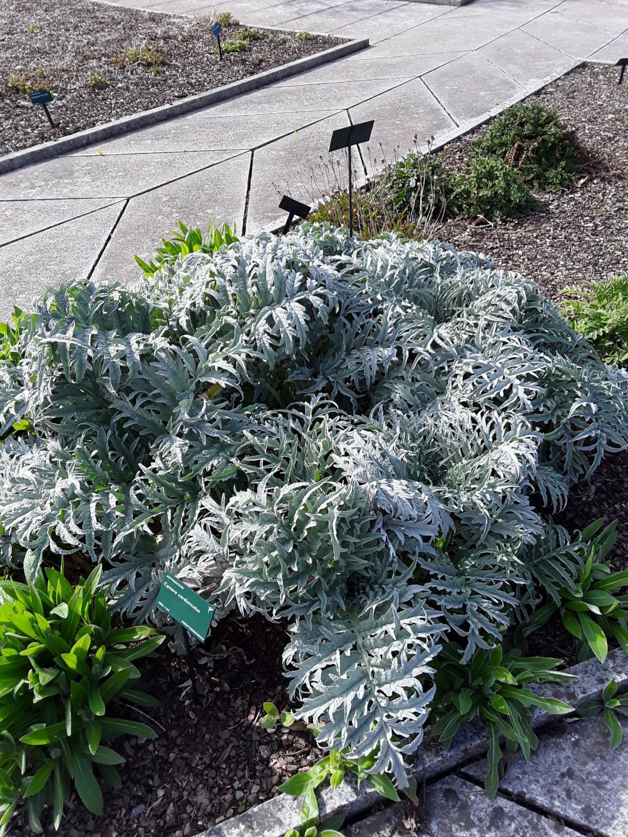 Cynara Cardunculus Marchysgallen Y Gerddi Cardoon Globe Artichoke