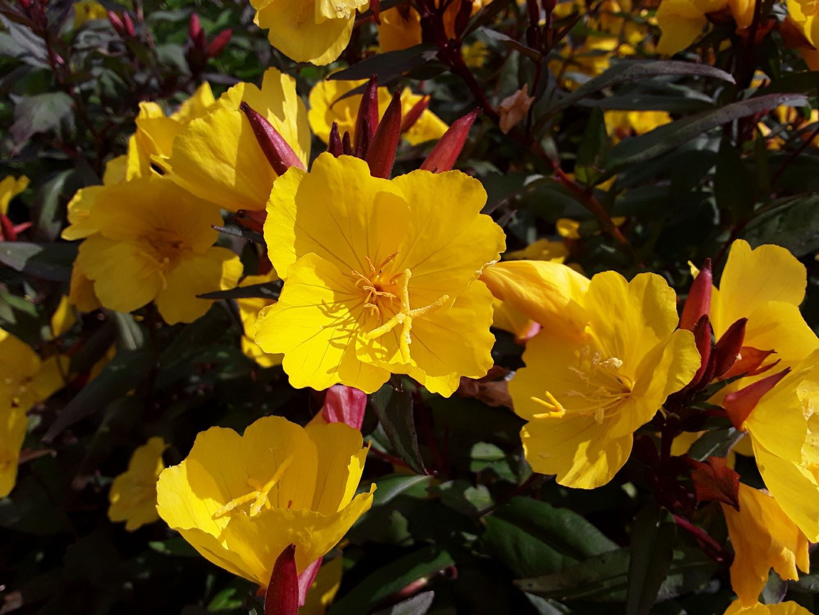 Oenothera Fruticosa Subsp Glauca Erica Robin National Botanic Garden Of Wales United Kingdom