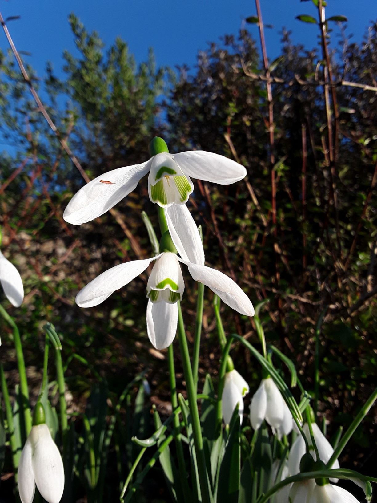 Galanthus Elwesii Mrs Macnamara Eirlys Elwes Greater Snowdrop