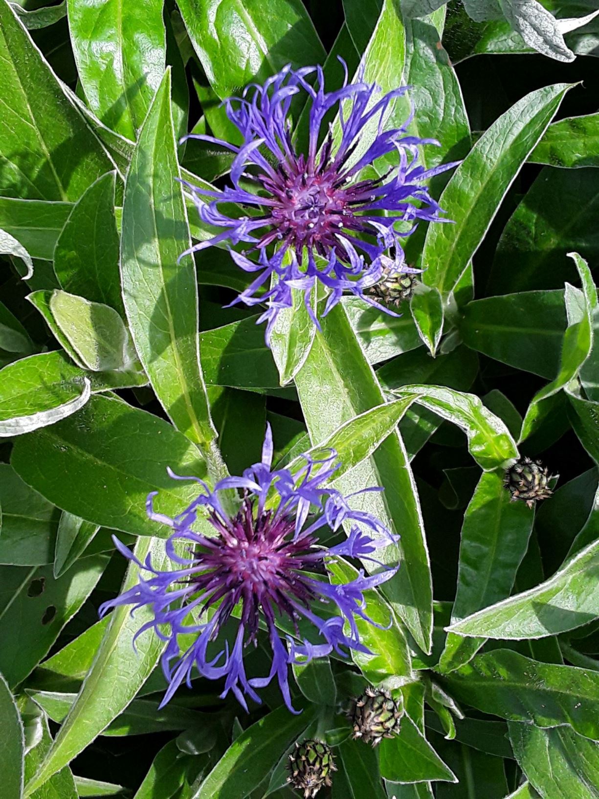 Centaurea Montana Y Benlas Luosflwydd Perennial Cornflower Great