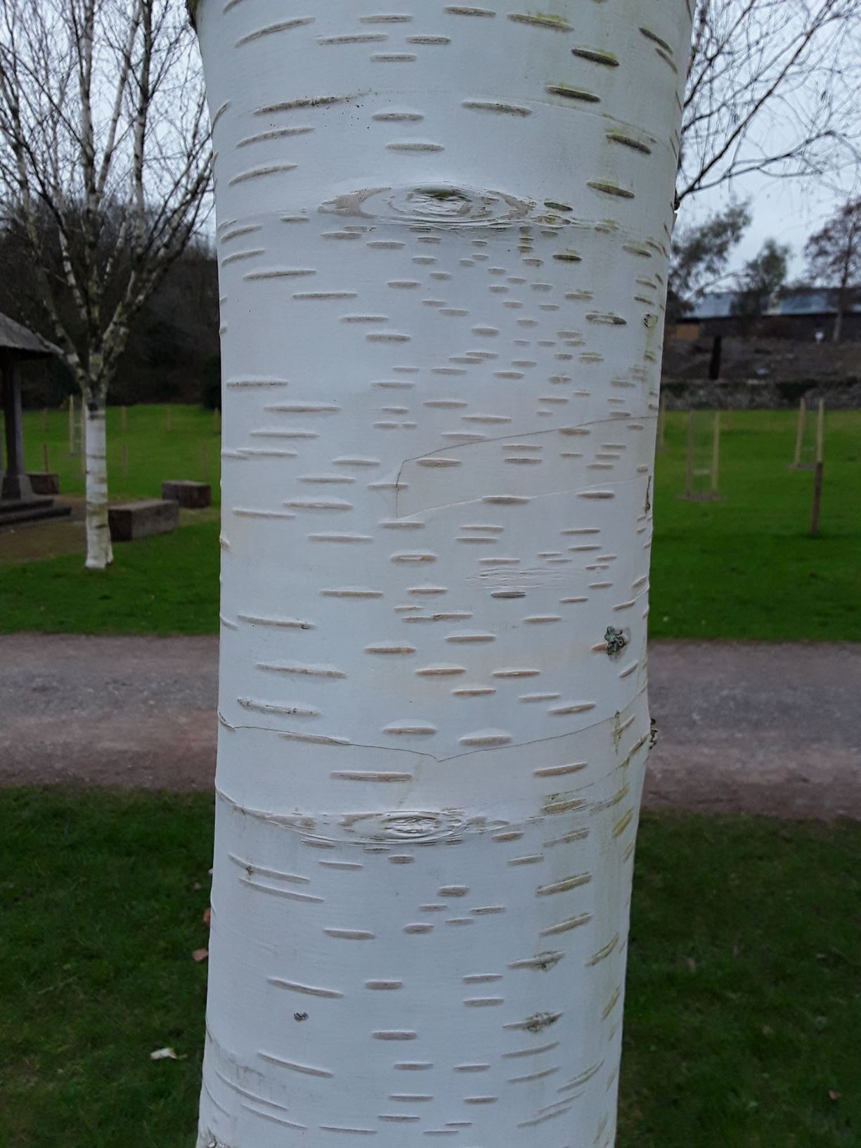 Betula Utilis Subsp Jacquemontii Coeden Bedw West Himalayan Birch