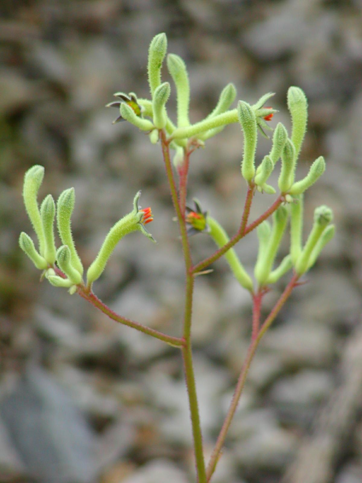 Anigozanthos Flavidus Tall Kangaroo Paw Evergreen Kangaroo Paw