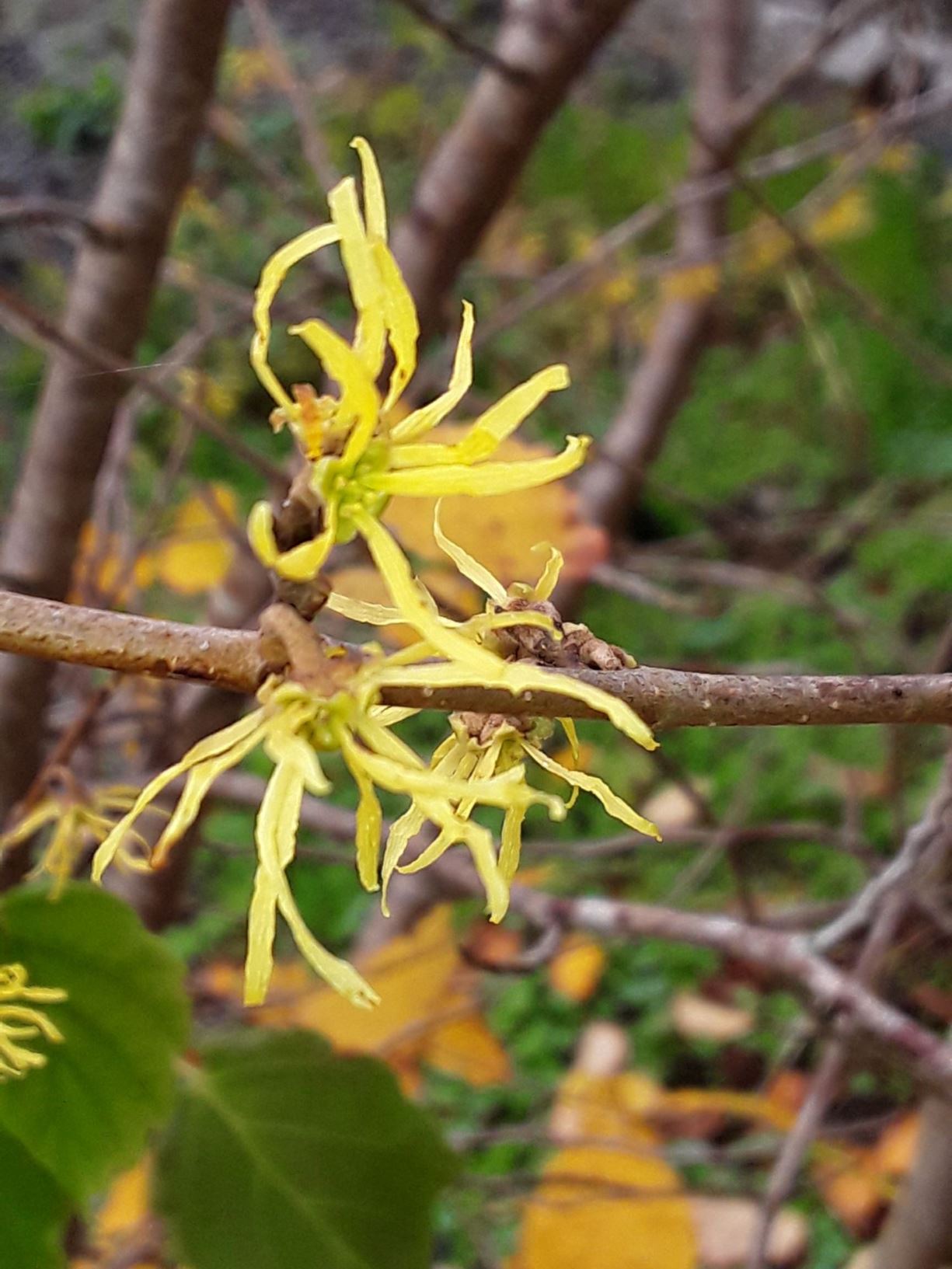 Hamamelis virginiana - collen ystwyth, Virginian witch hazel, American witch hazel, snapping hazel nut, spotted alder, winter bloom