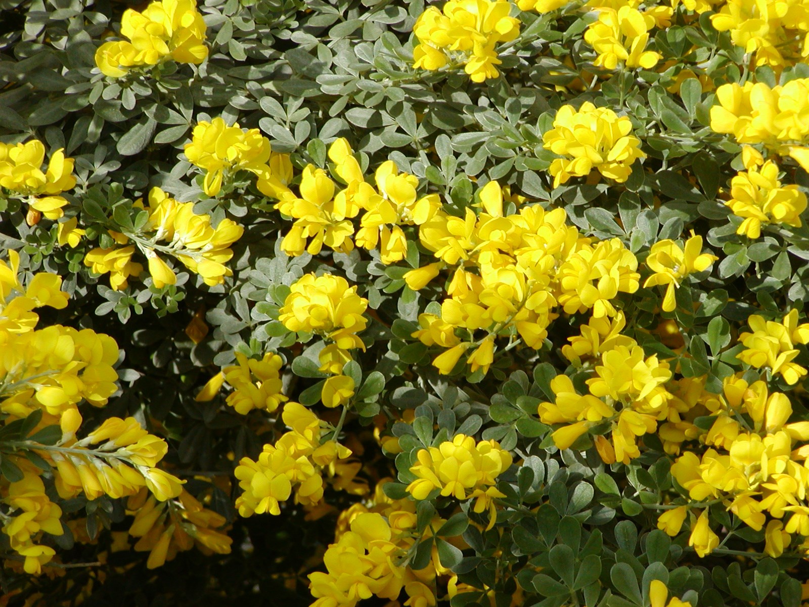 Genista stenopetala - Madeira broom, Easter broom, leafy broom, sweet broom