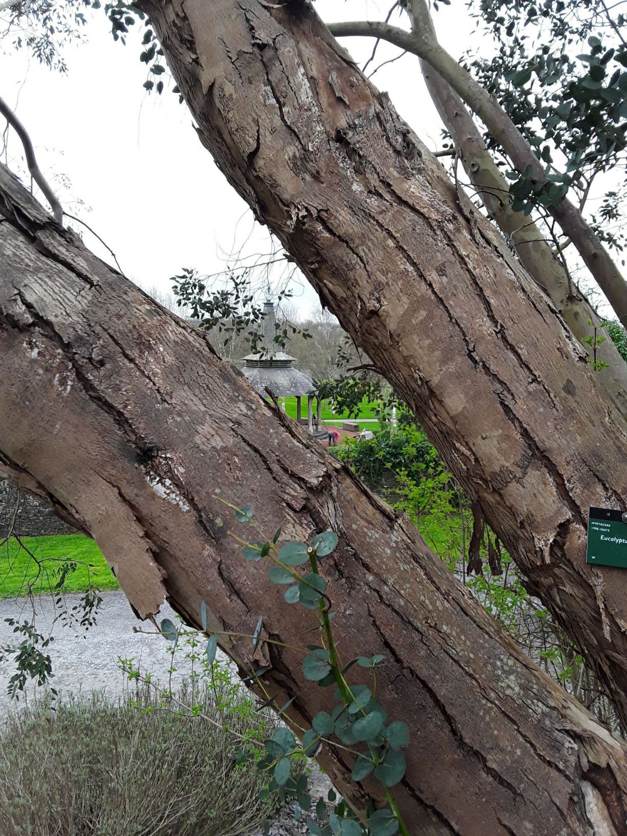 Eucalyptus gunnii - ewcalyptws Gunn, cider gum, cider tree, Tasmanian cider tree