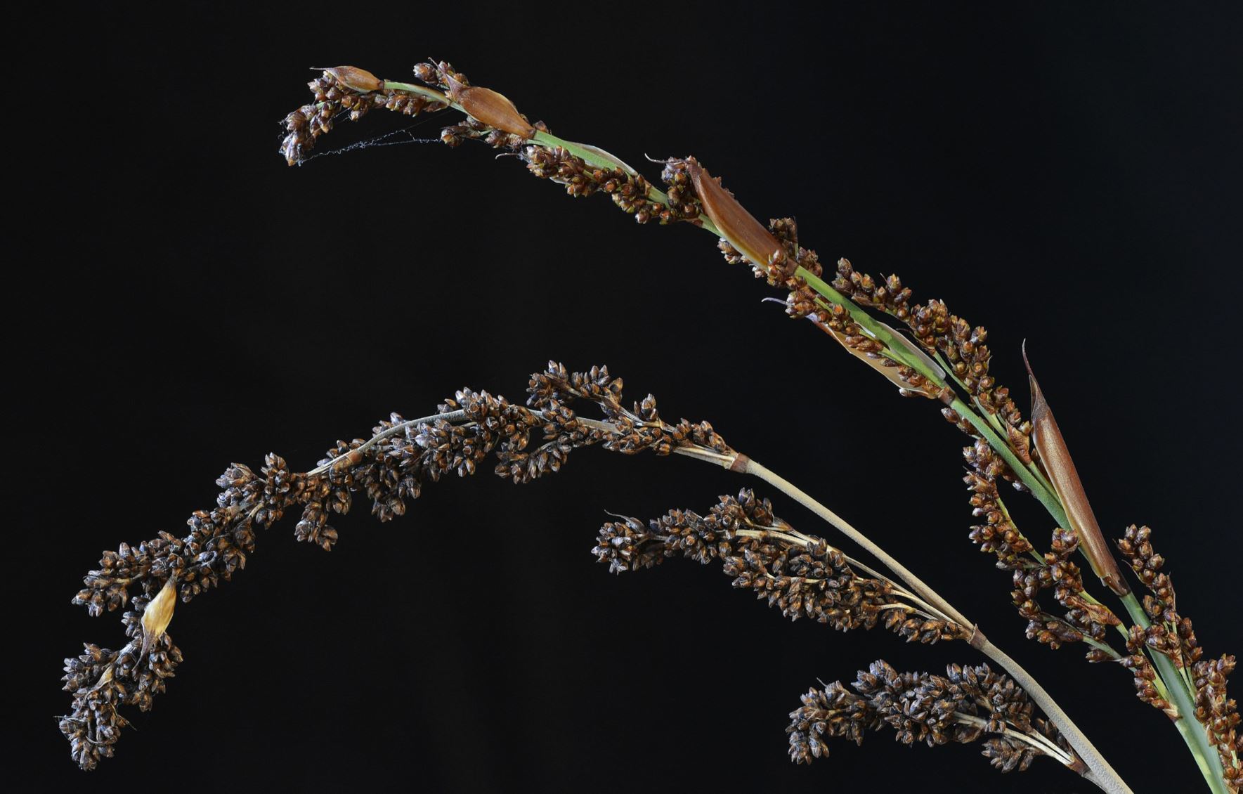 Thatching Reed Seed Elegia tectorum - Cape thatching reed | National Botanic Garden of ...