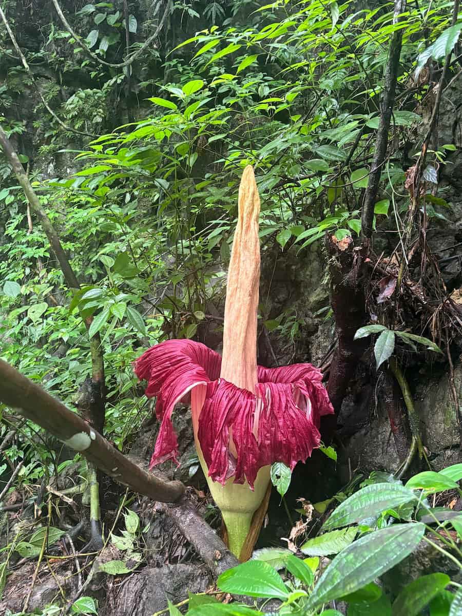 Amorphophallus titanum - titan arum