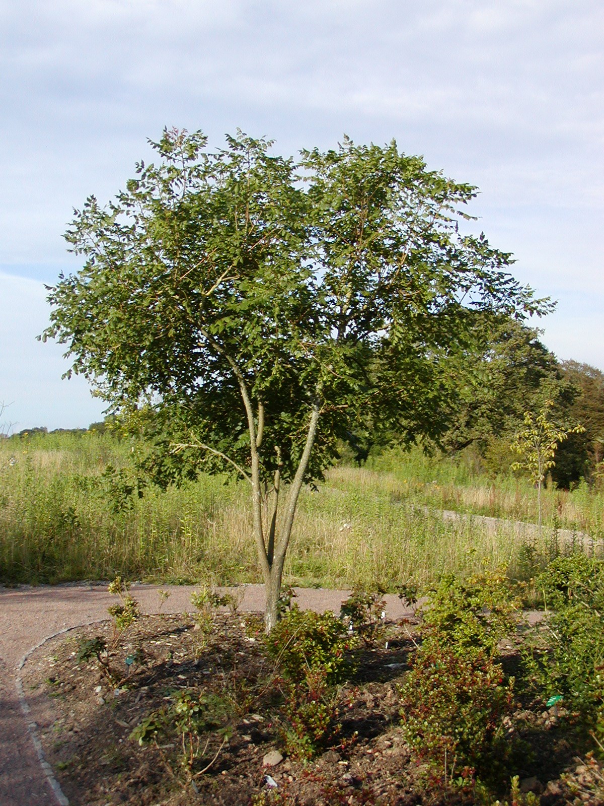 Koelreuteria paniculata - balchder India, pride of India, China tree ...