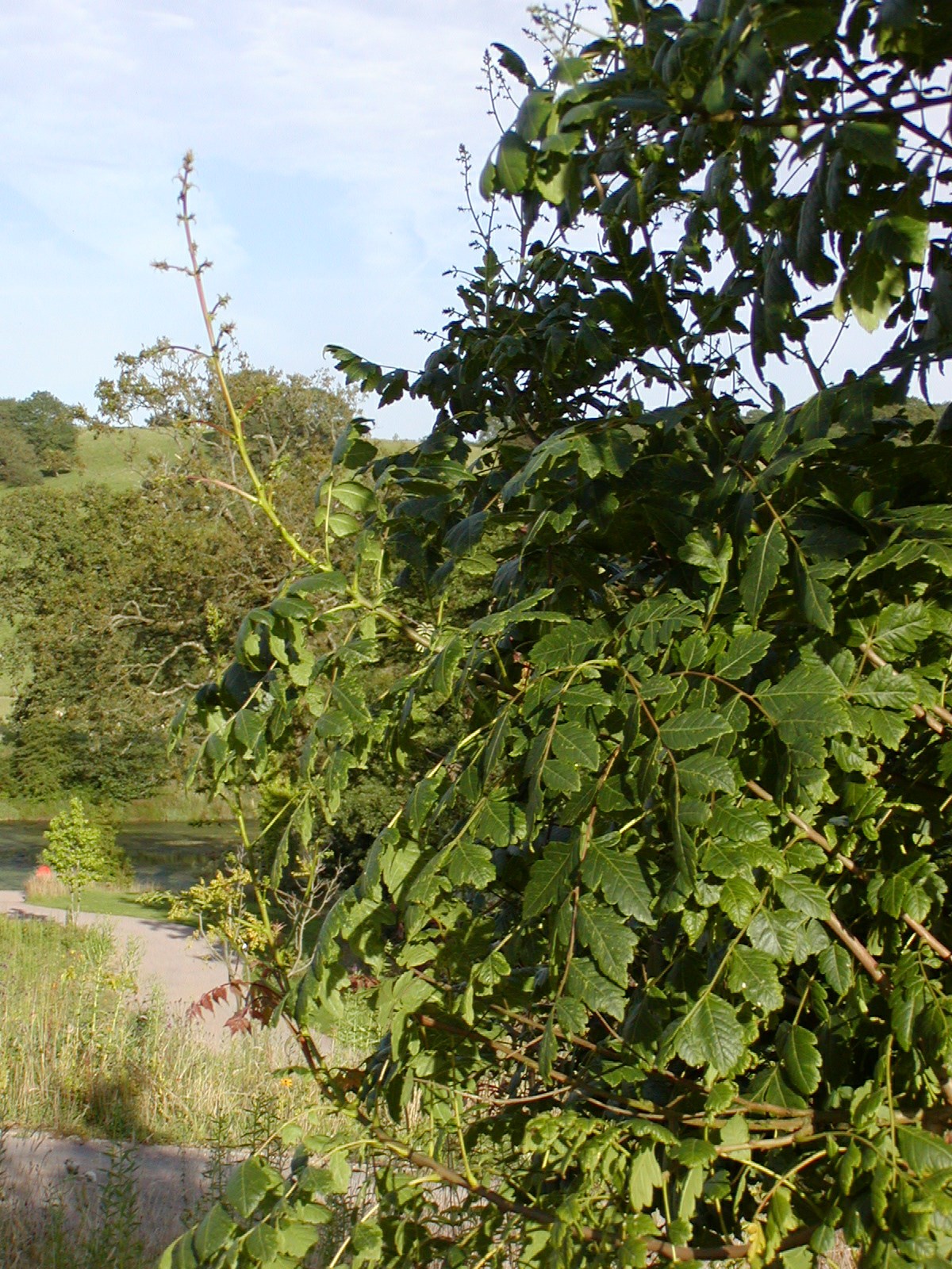 Koelreuteria paniculata - balchder India, pride of India, China tree ...