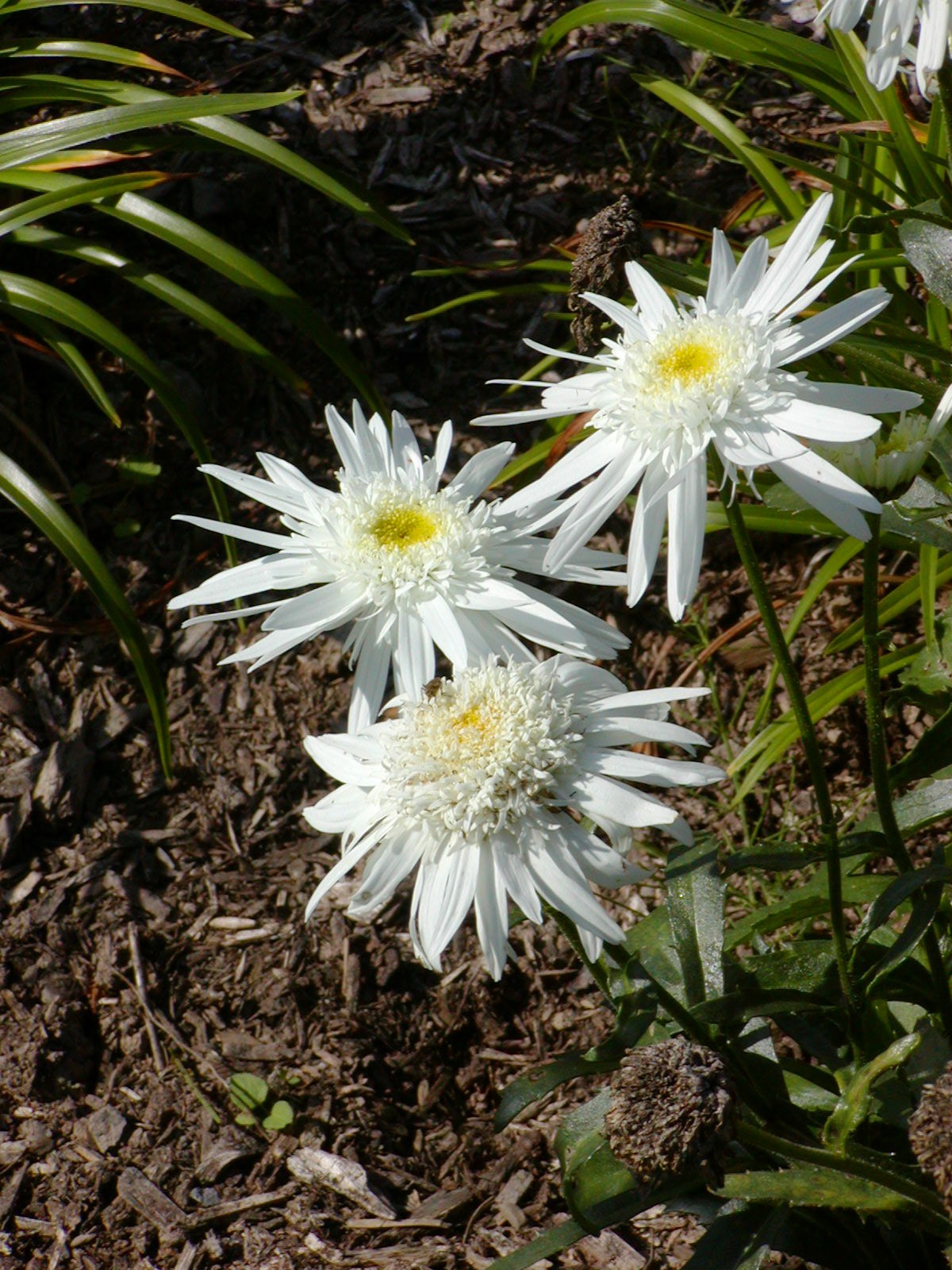 Leucanthemum × superbum 'Wirral Supreme' - y llygad-llo mwyaf, Shasta daisy