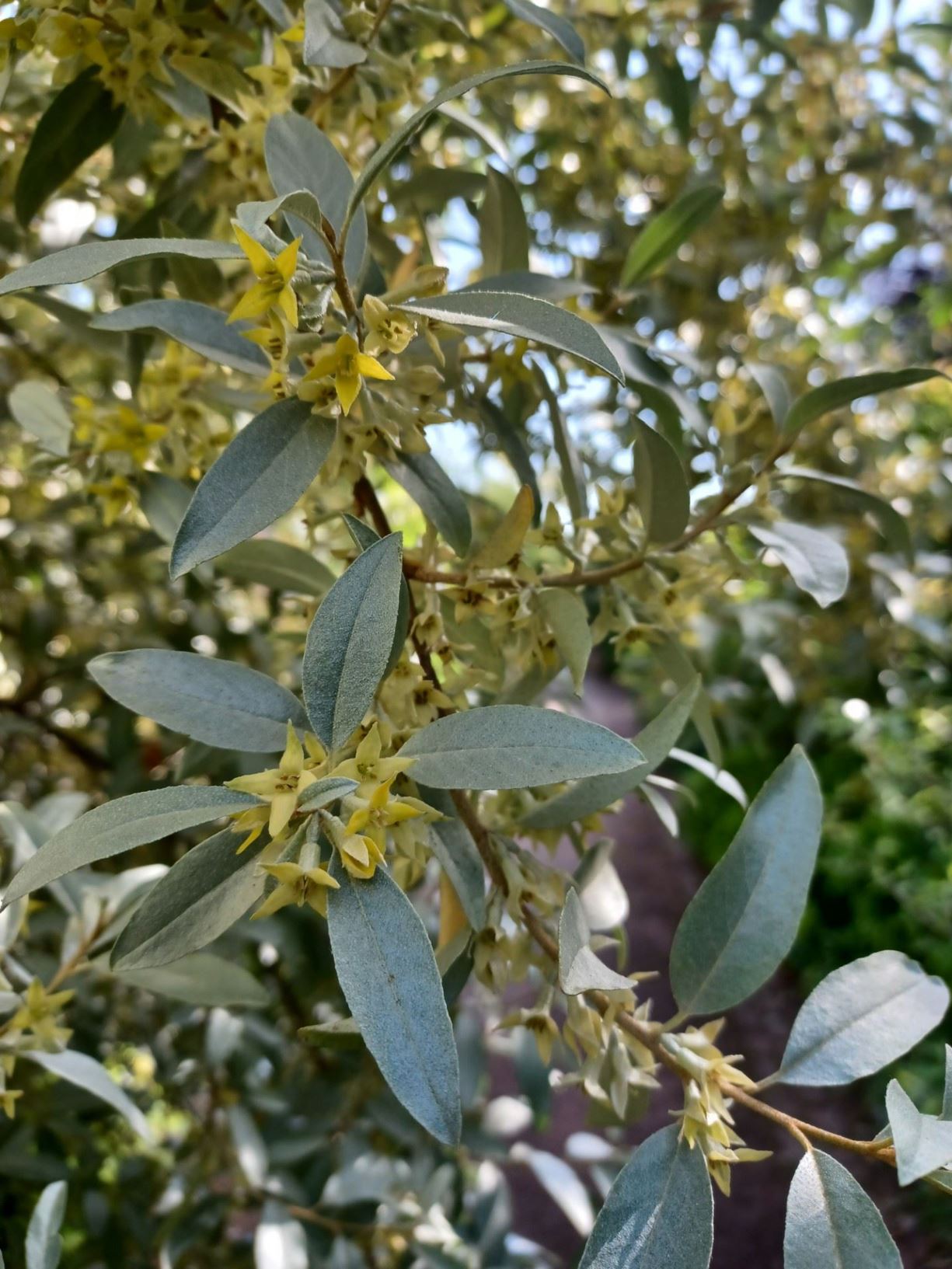Elaeagnus 'Quicksilver' - oleaster 'Quicksilver'