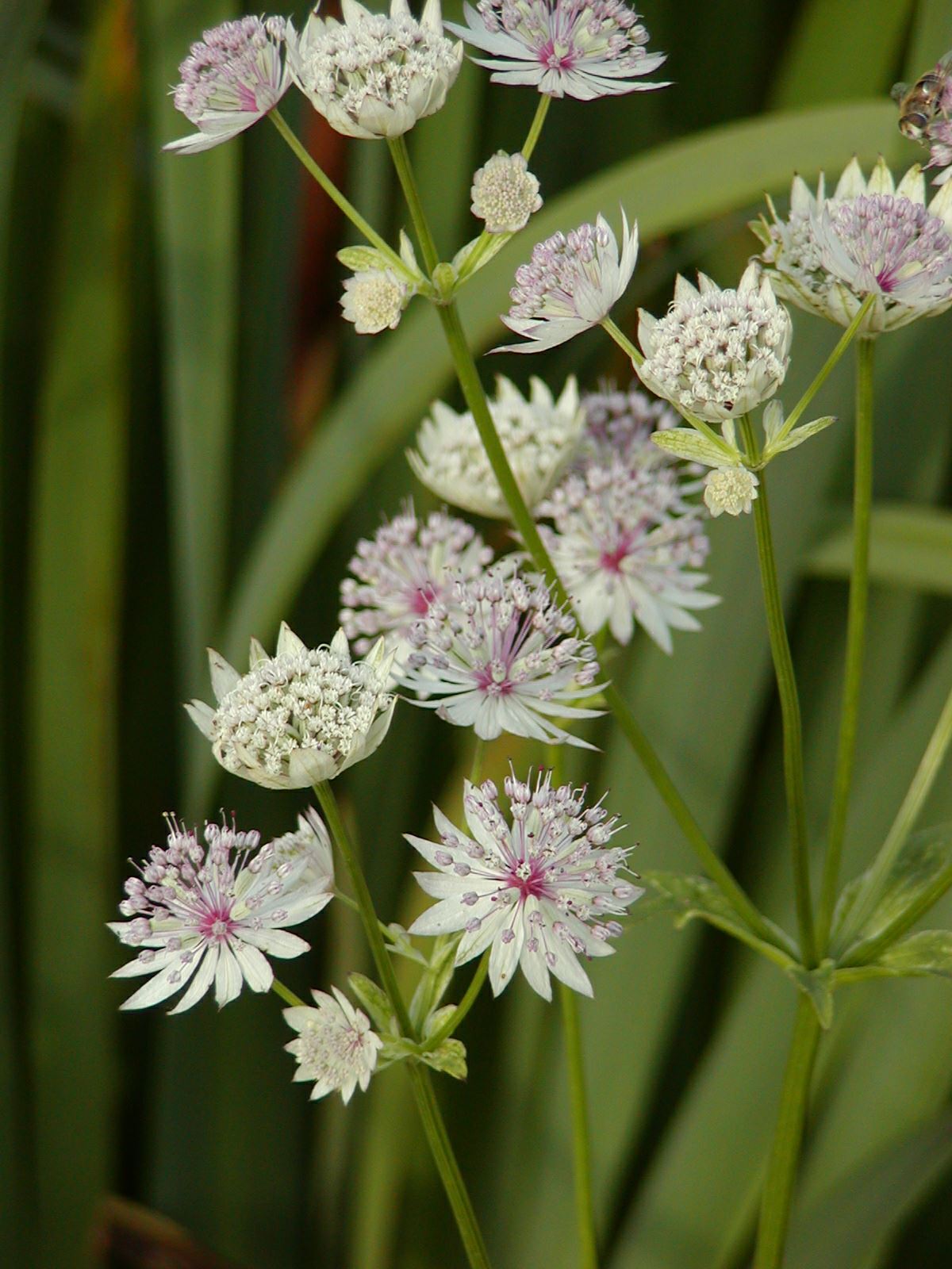 Astrantia major 'Sunningdale Variegated' - masterwort 'Sunningdale Variegated'