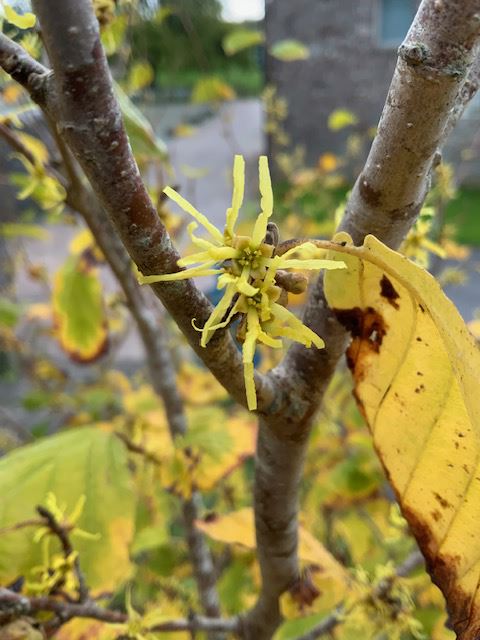 Hamamelis virginiana - collen ystwyth, Virginian witch hazel, American witch hazel, snapping hazel nut, spotted alder, winter bloom