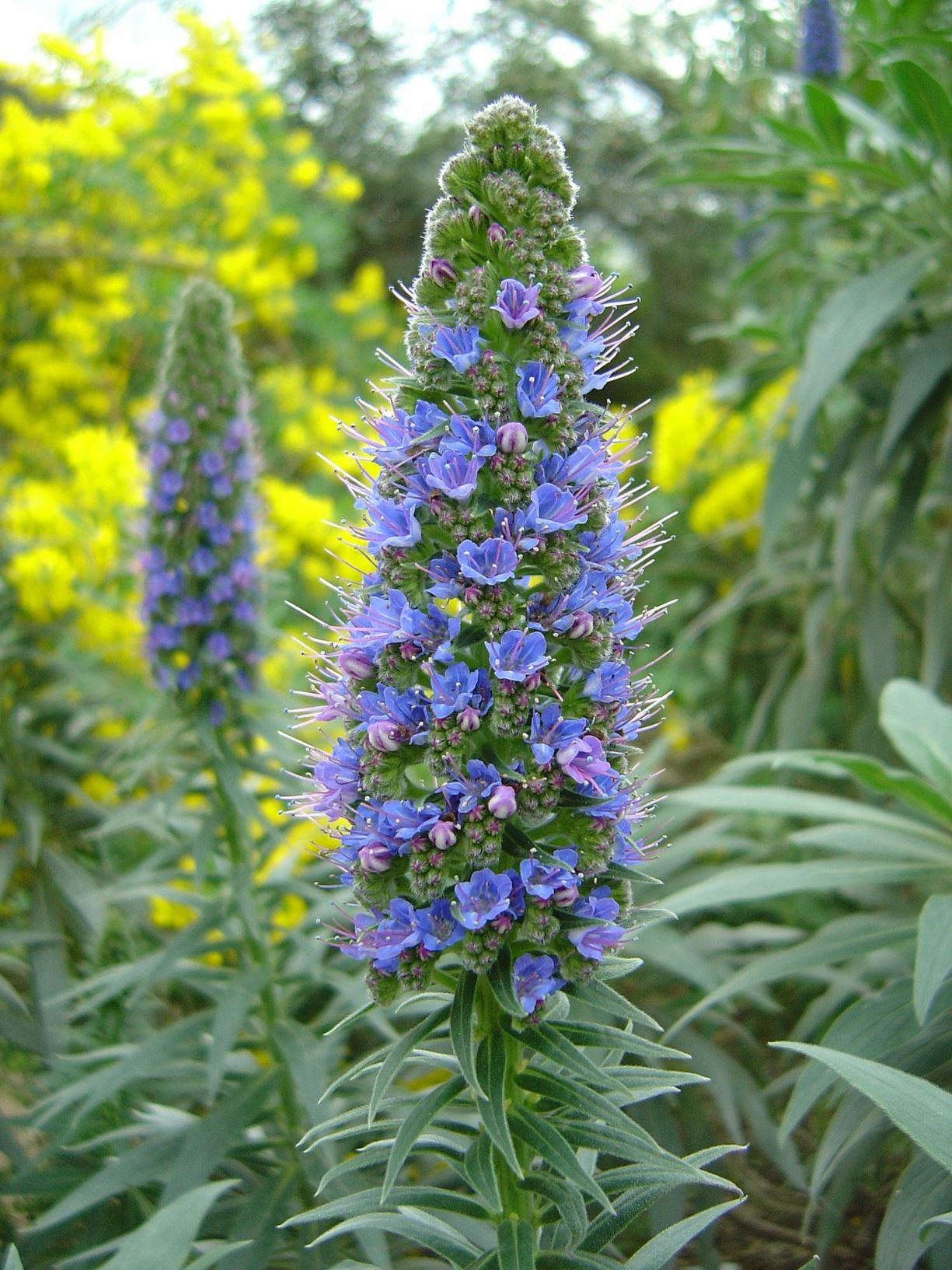 Echium candicans - pride of Madeira