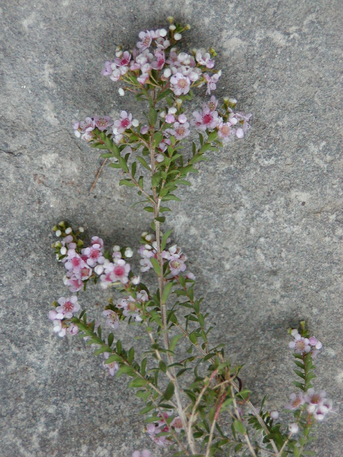 Thryptomene saxicola - rock thryptomene