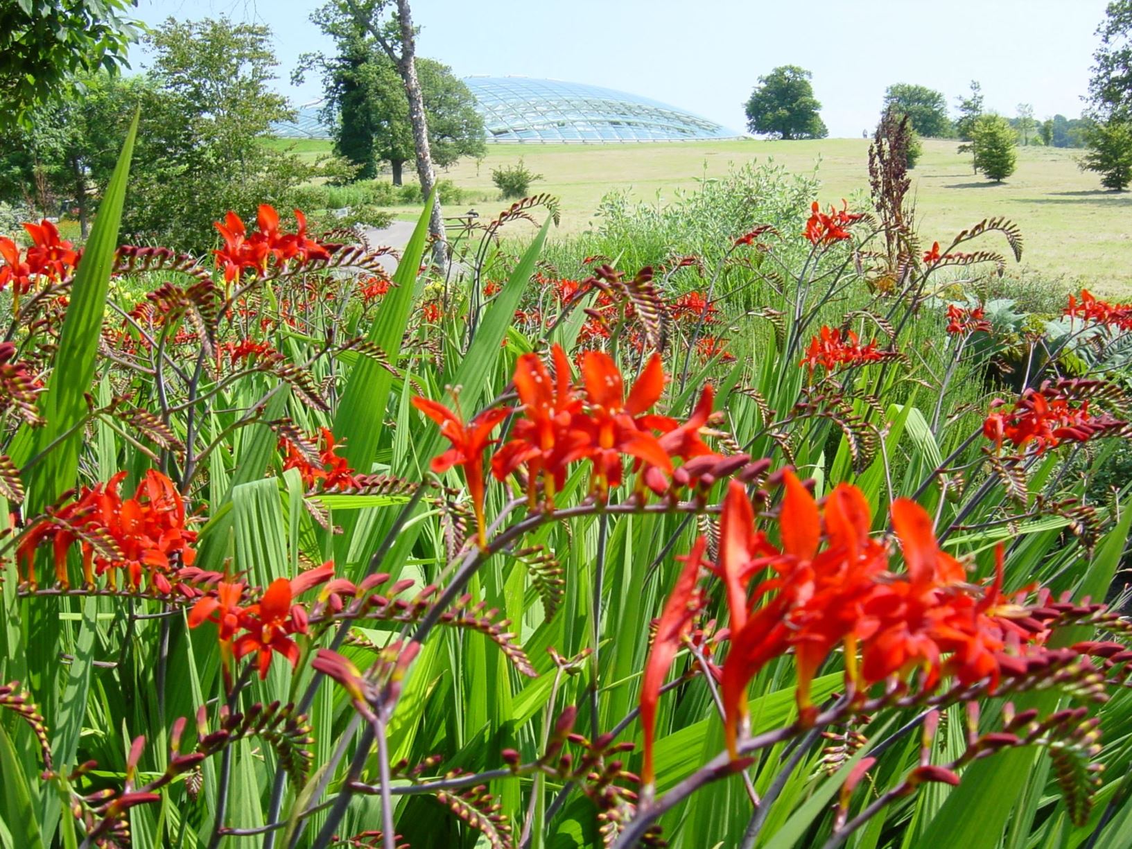 Crocosmia 'Lucifer' - crib-y-ceiliog, montbretia 'Lucifer'