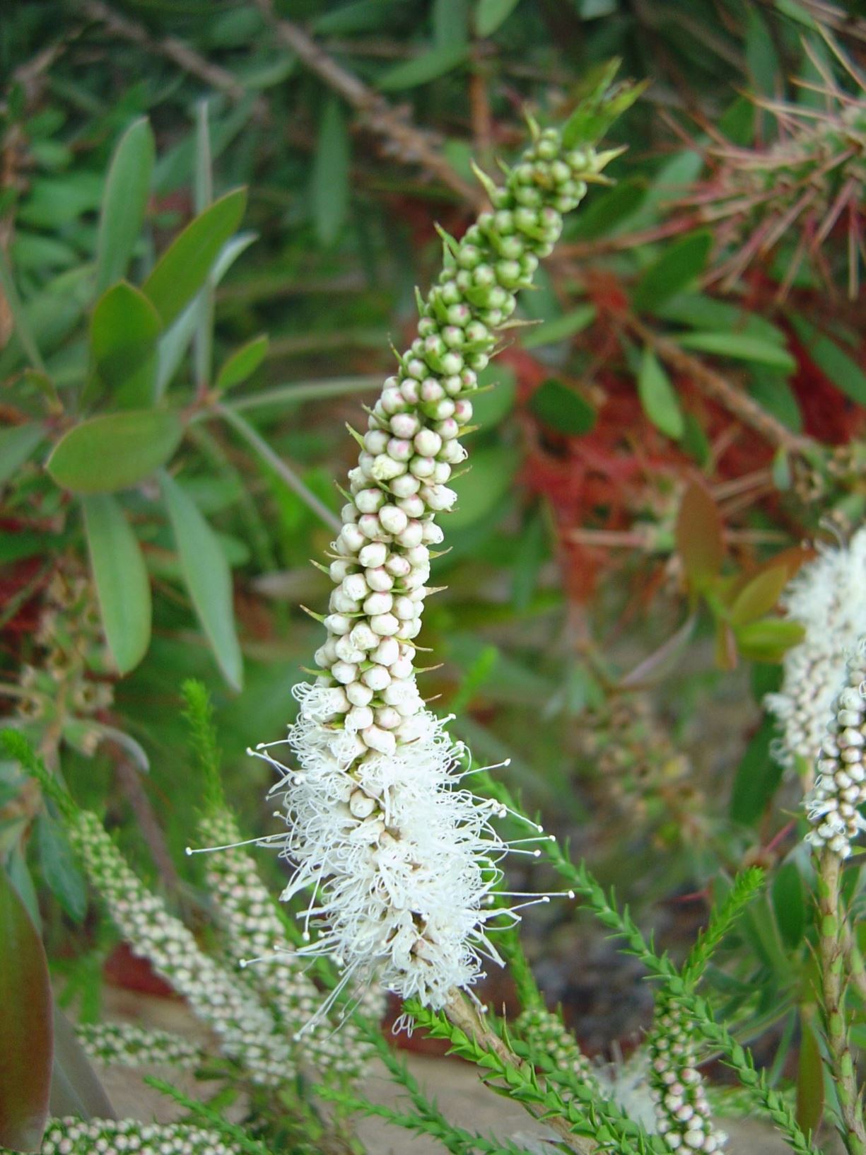 Melaleuca huegelii - honey myrtle, Chenille honey myrtle