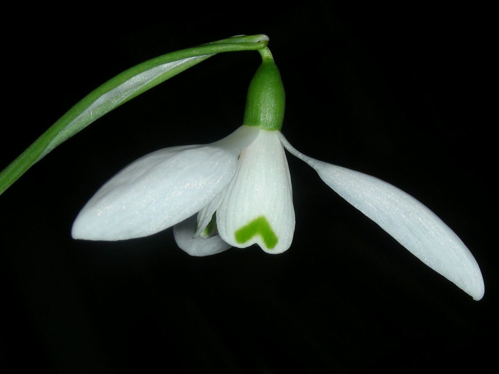 Galanthus elwesii 'Mrs Macnamara' - eirlys Elwes, greater snowdrop