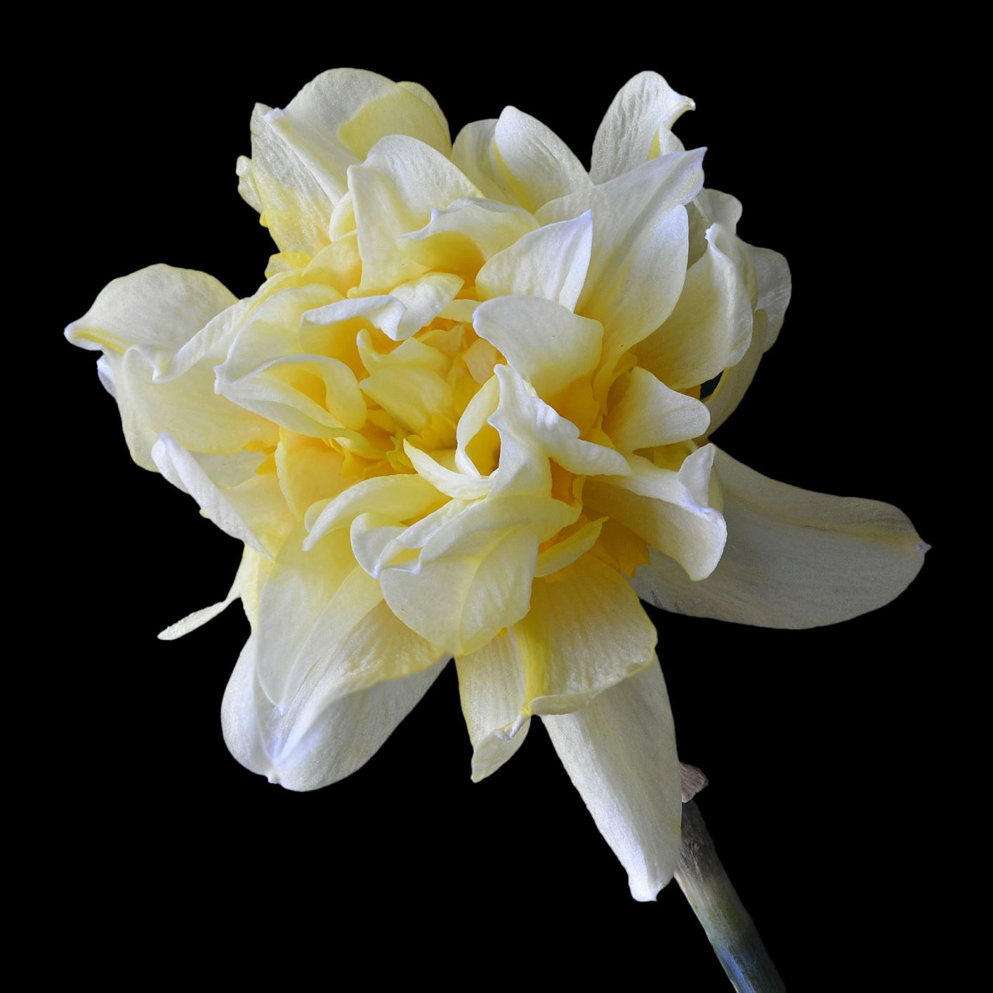 Narcissus 'Butter and Eggs' cenhinen Bedr, daffodil National