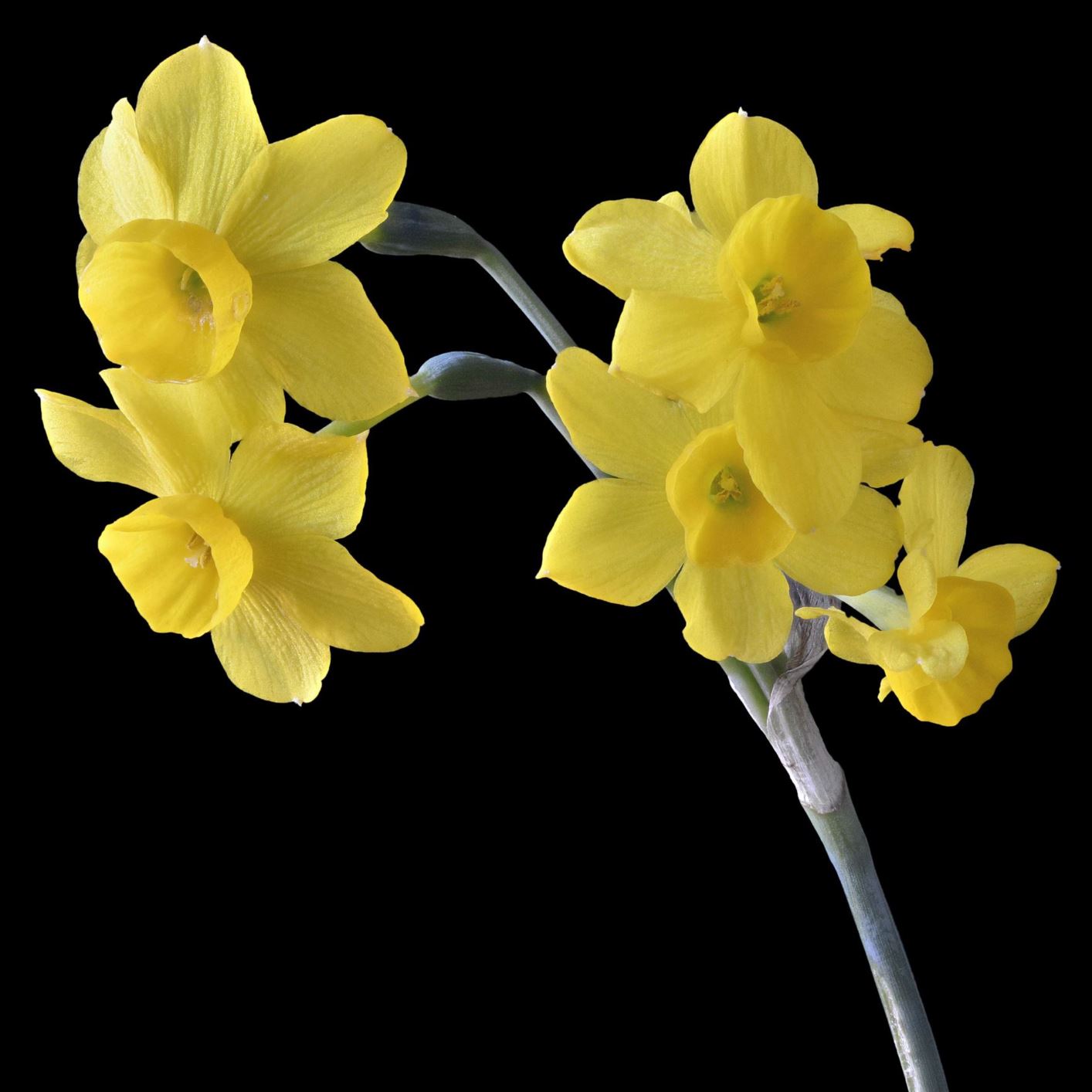 Narcissus jonquilla - joncwil, jonquil, common jonquil, lily of Mary