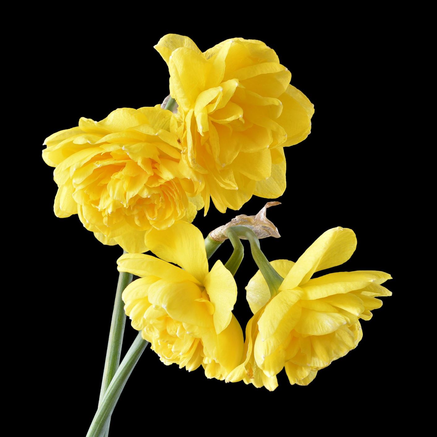 Narcissus 'Pencrebar' - cenhinen Bedr, daffodil