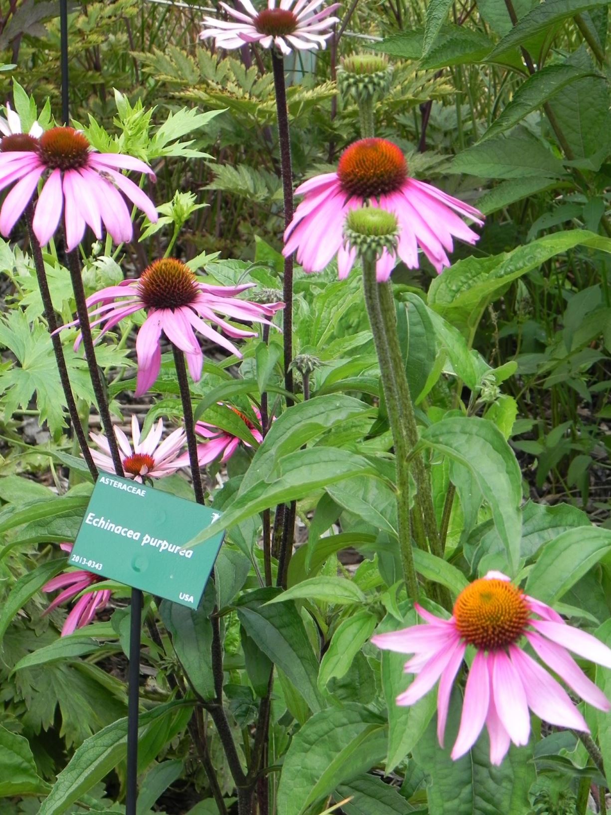 Echinacea purpurea - purple coneflower, eastern purple coneflower, black samson, hedgehog coneflower, purple daisy