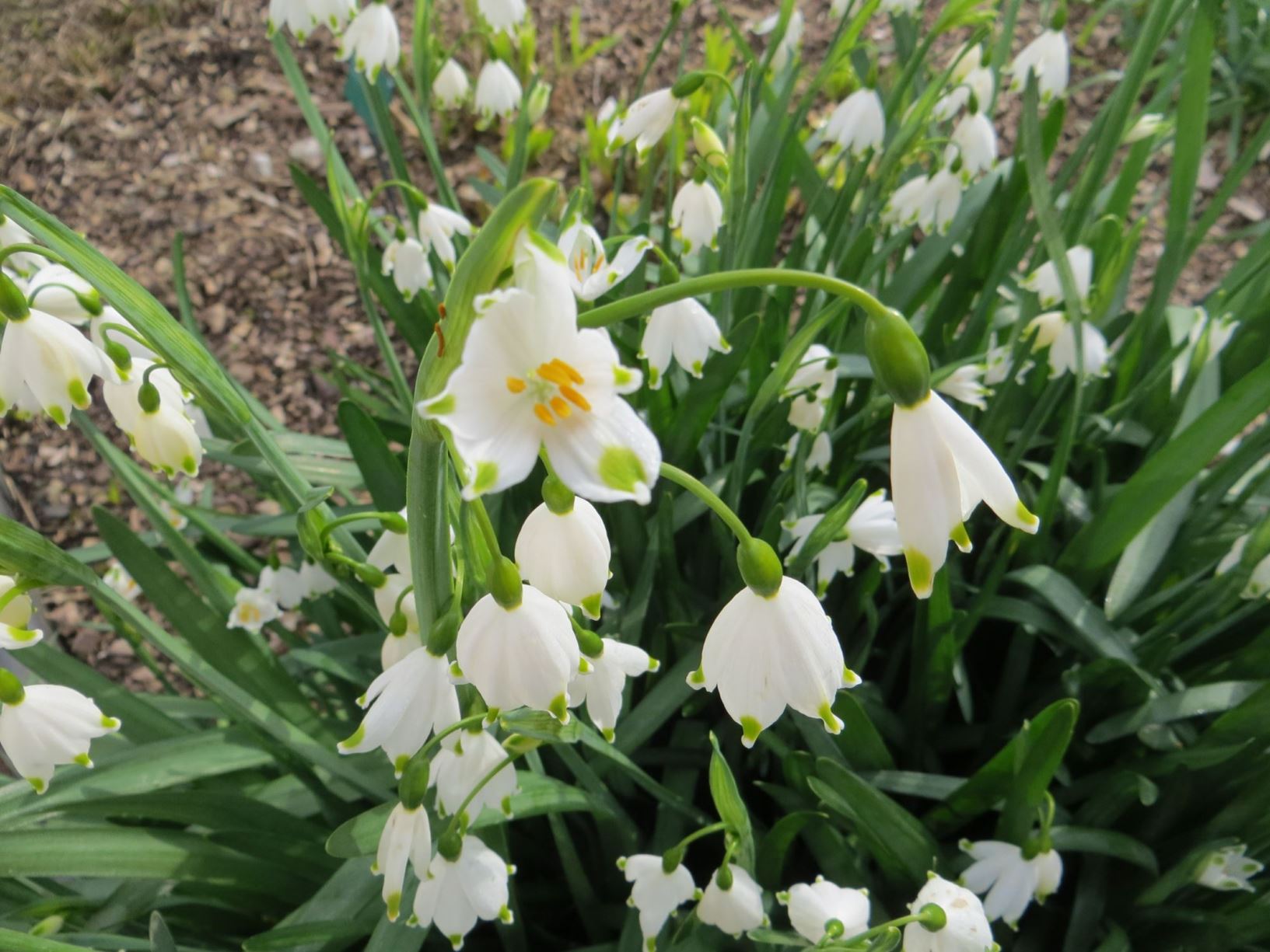 Leucojum aestivum 'Gravetye Giant' - eirïaidd yr haf, summer snowflake ...