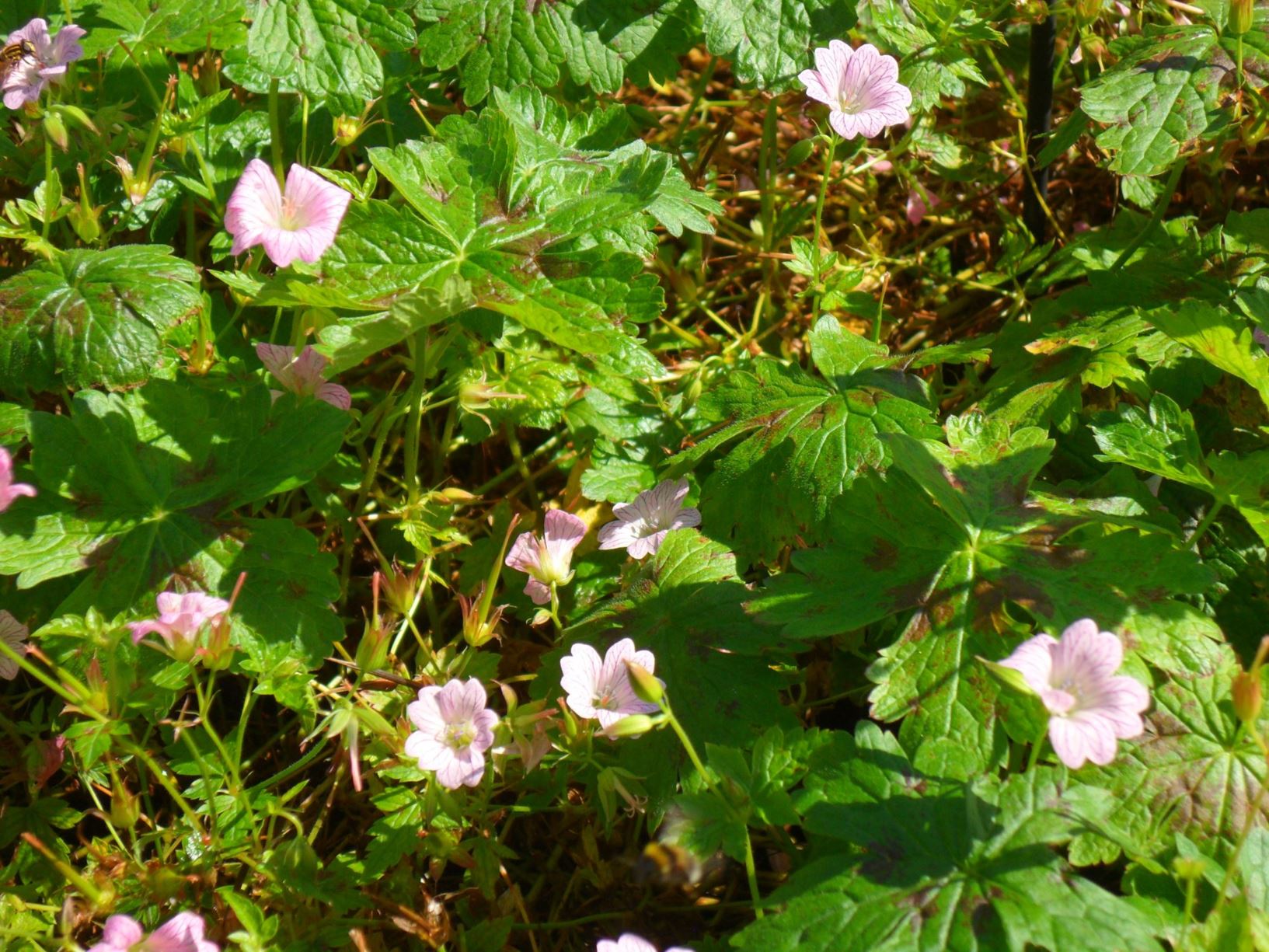 Geranium × oxonianum 'Walter's Gift' - pig-yr-aran Druce, cranesbill 'Walter's Gift', Druce‘s crane‘s-bill