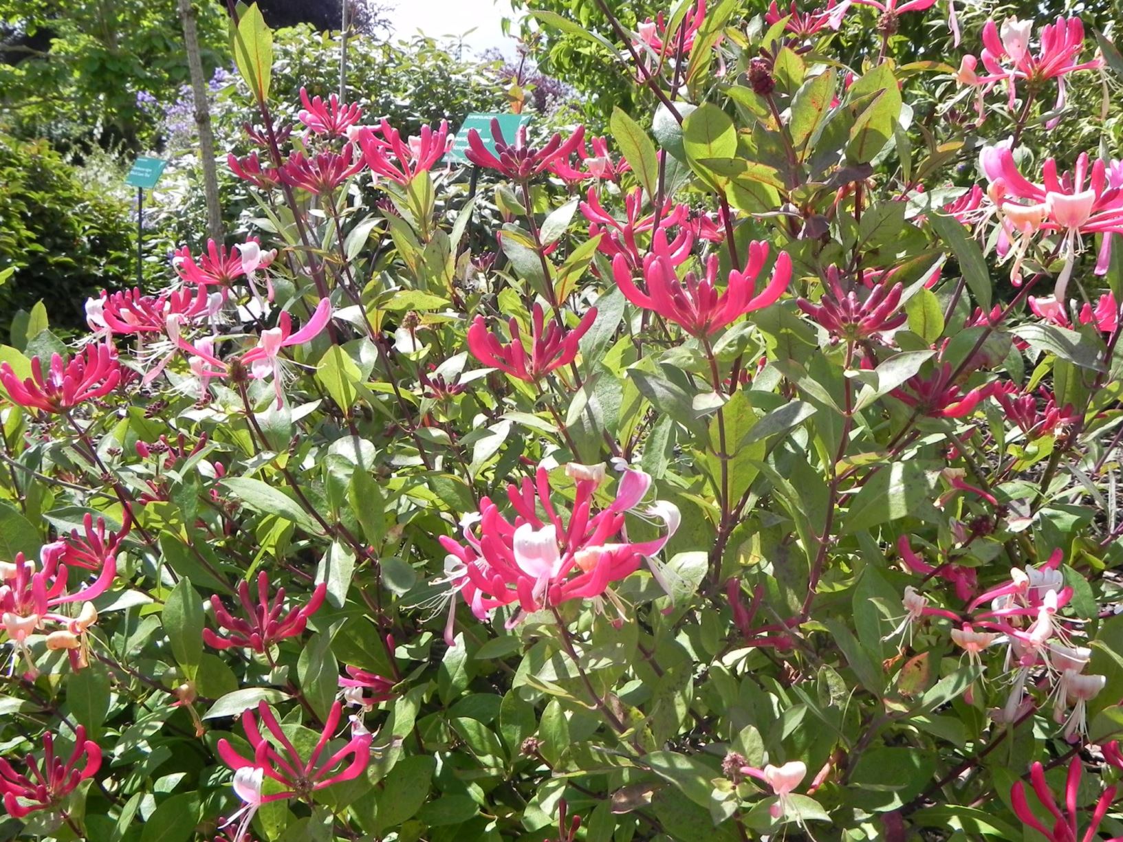 Lonicera periclymenum 'Honeybush' - Gwyddfid, Honeysuckle | National ...