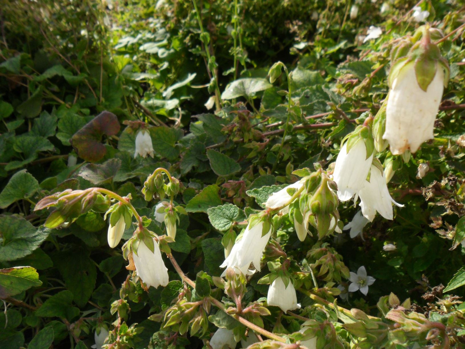 Campanula alliariifolia - clychlys Cernyw, Cornish bellflower