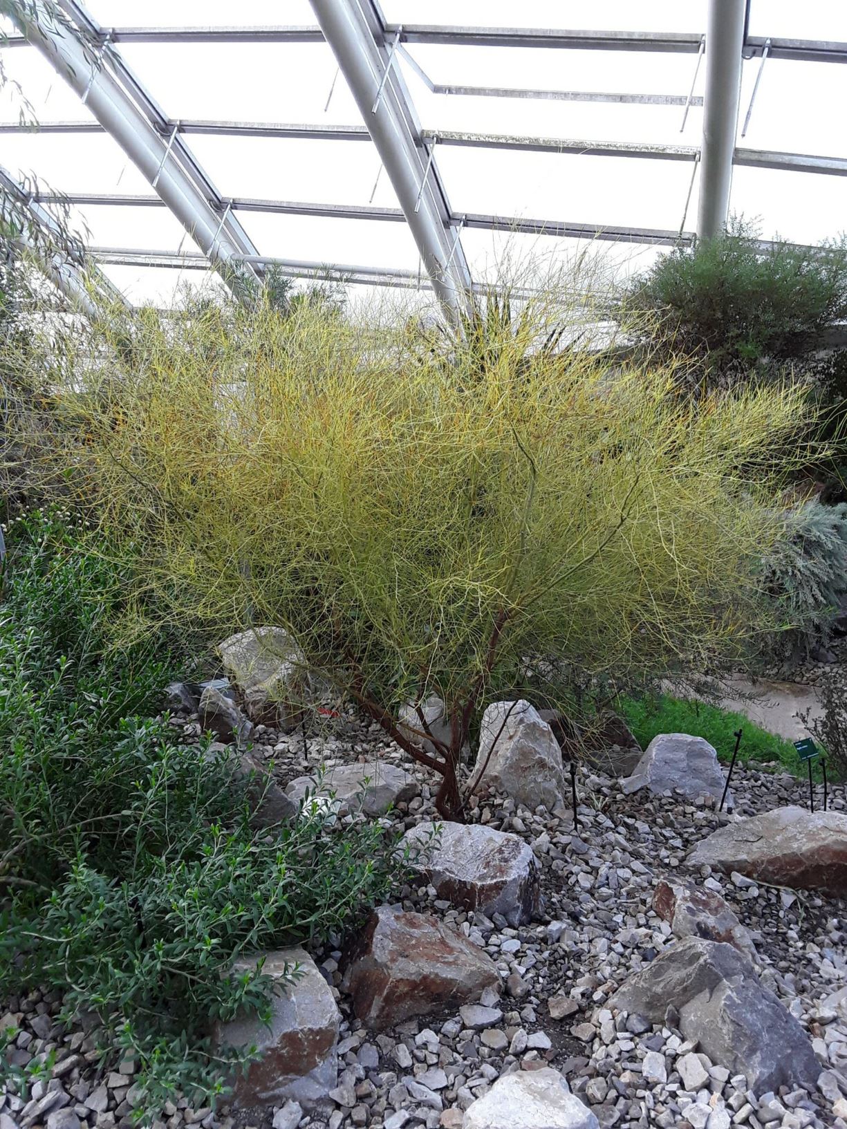 Acacia rigens - nealie, needle bush-wattle, needle wattle, wallaby acacia, Tasmanian prickly Moses