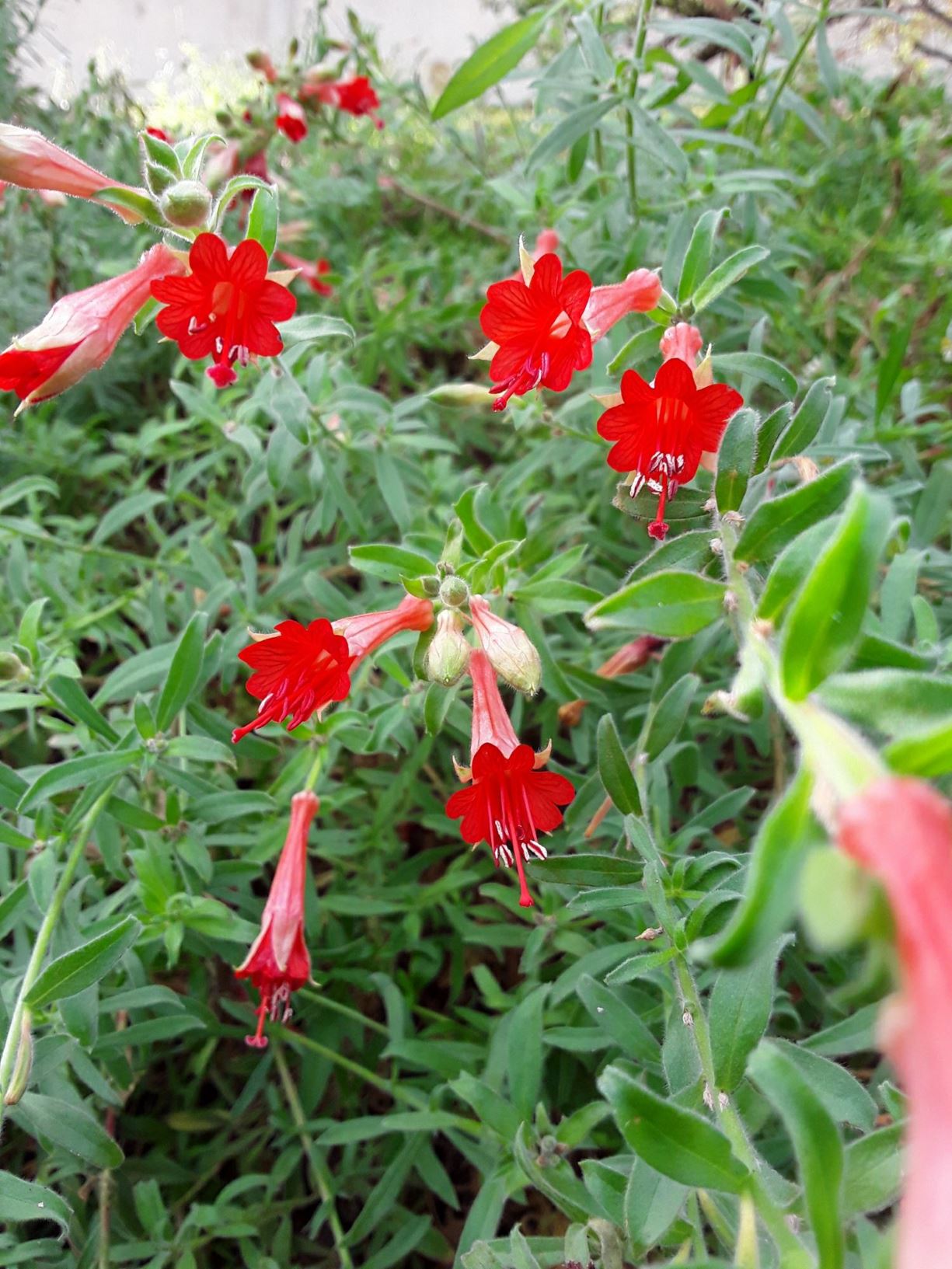 Epilobium canum 'Catalina' - Catalina fuchsia