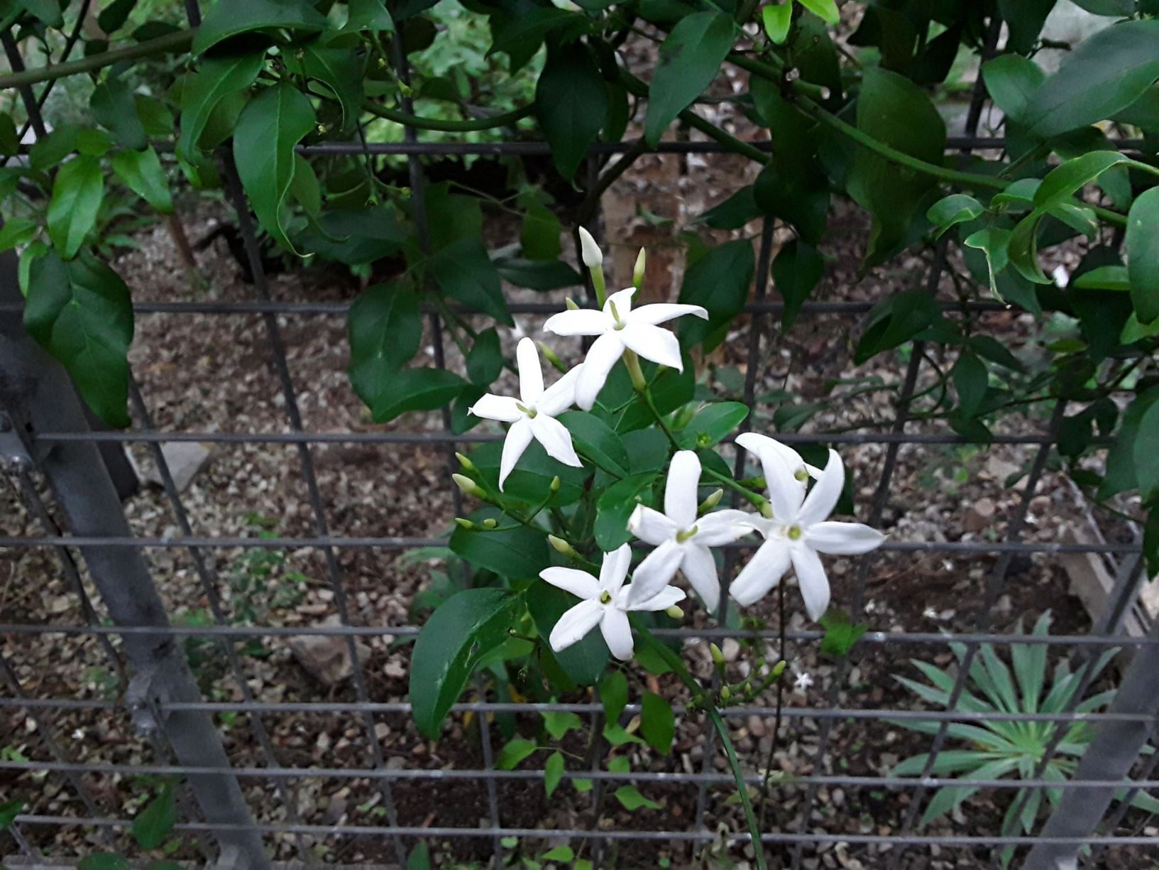 Jasminum azoricum - white Azorean jasmine