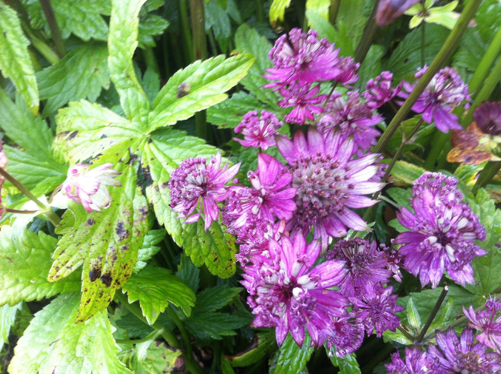 Astrantia major Gill Richardson Group - masterwort Gill Richardson Group