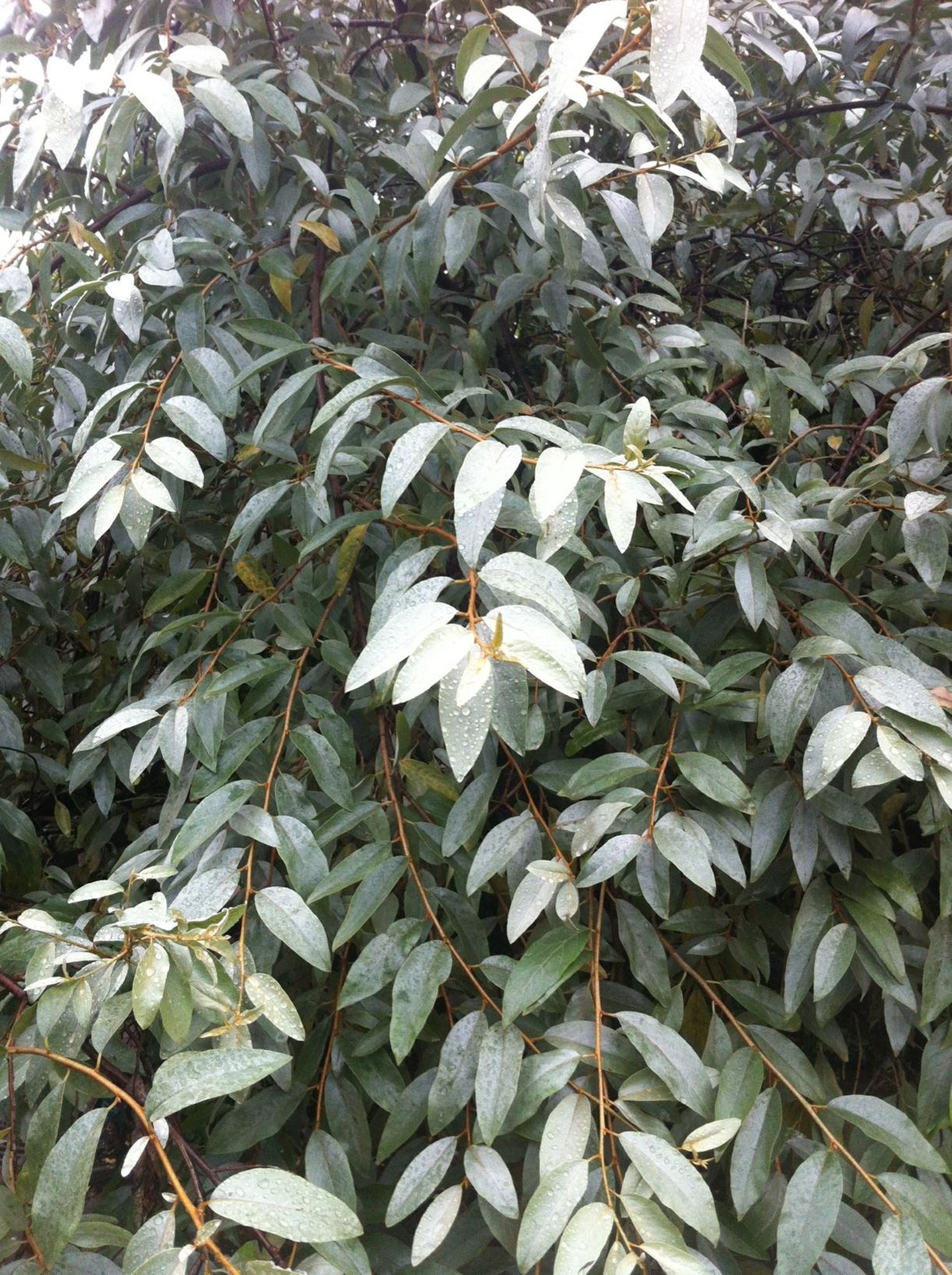 Elaeagnus 'Quicksilver' - Oleaster