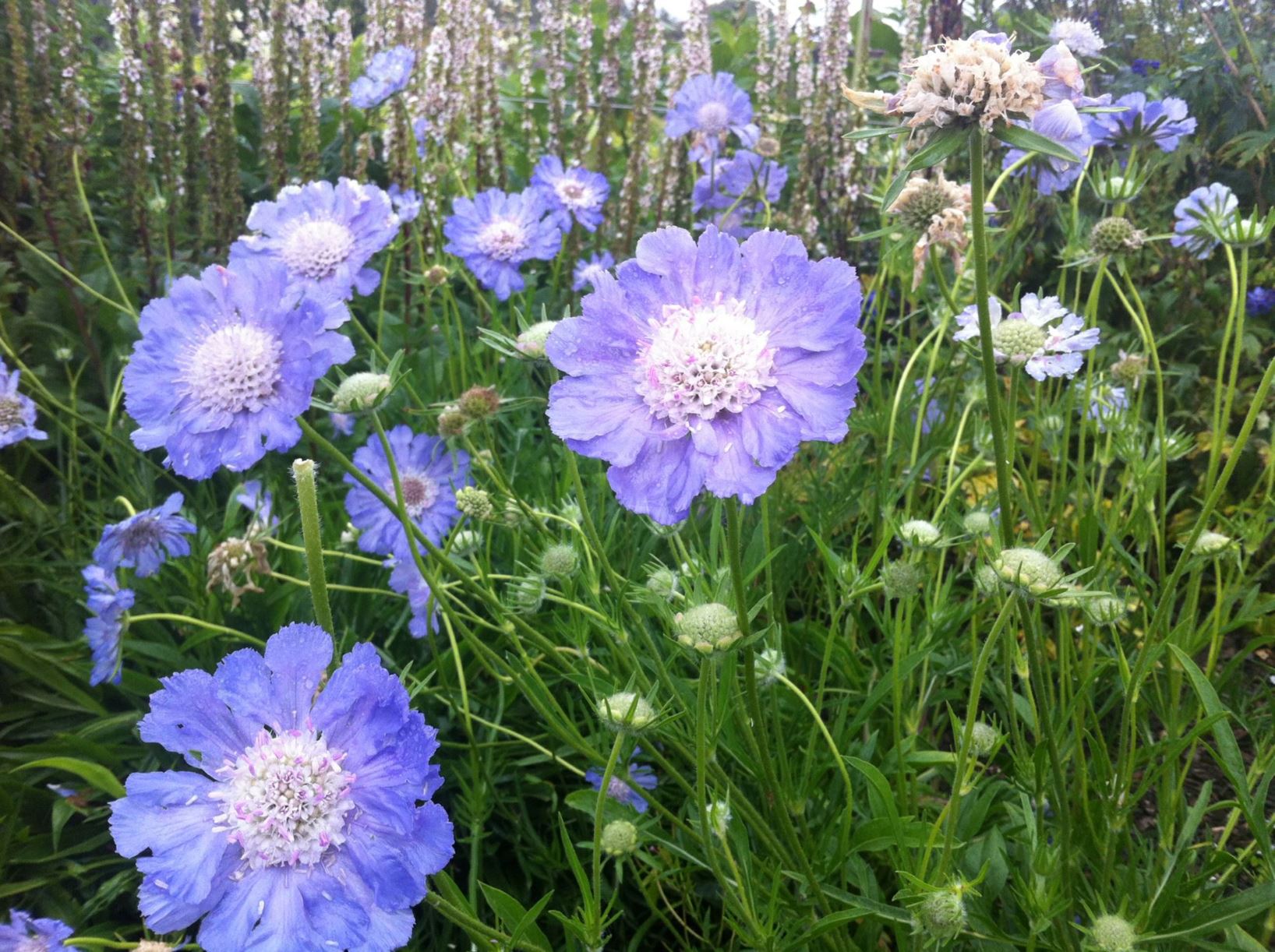 Scabiosa caucasica 'Isaac House' - Caucasian Scabious, Pincushion Flower