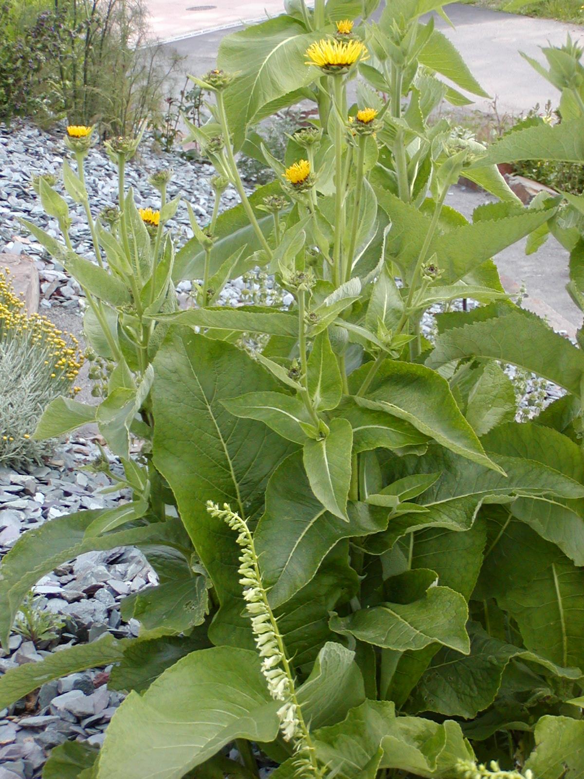 Inula helenium - marchalan, elecampane, elf dock, elf wort, else dock ...