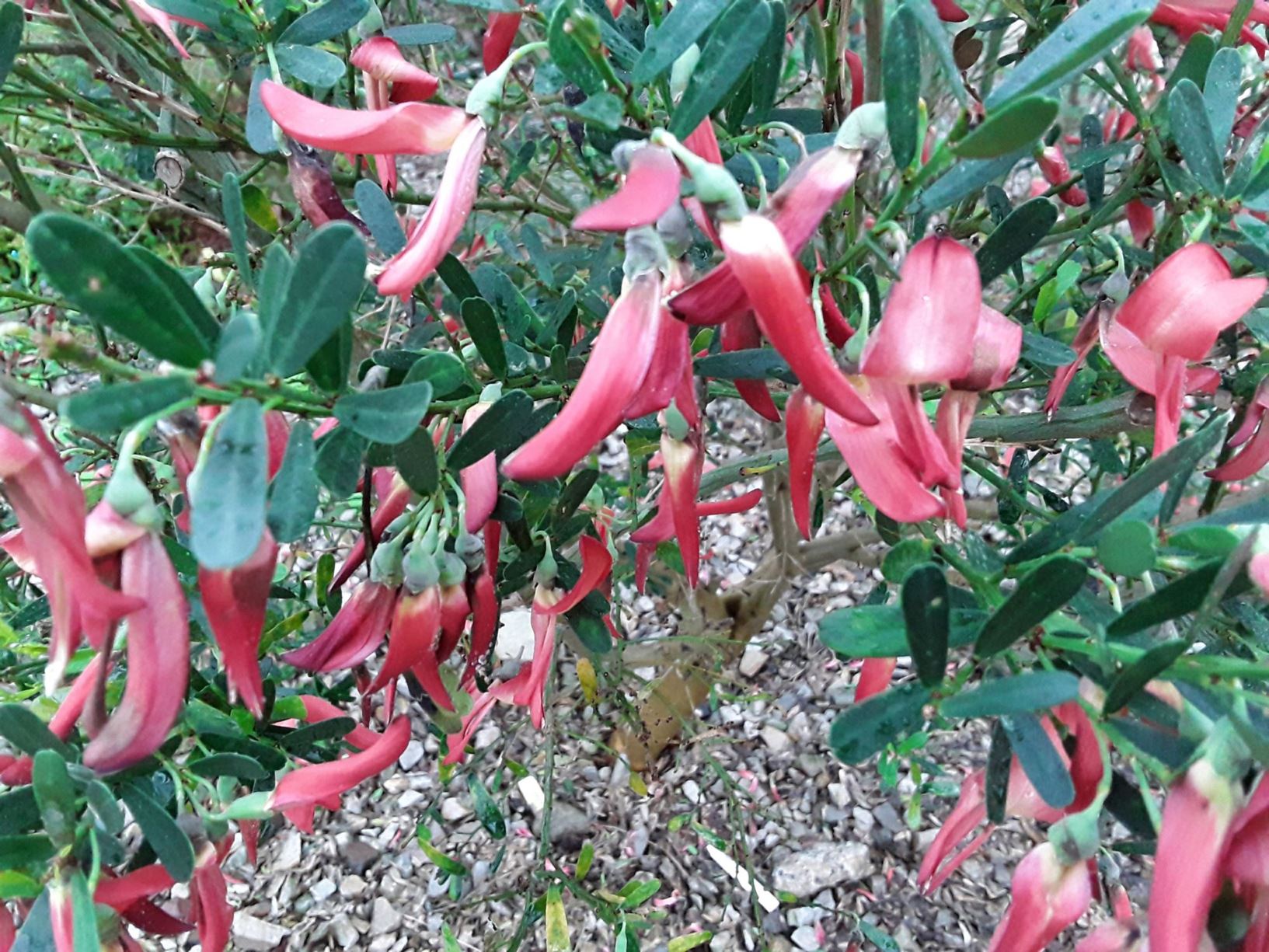 Templetonia retusa - cockies tongues, coral bush, flame bush