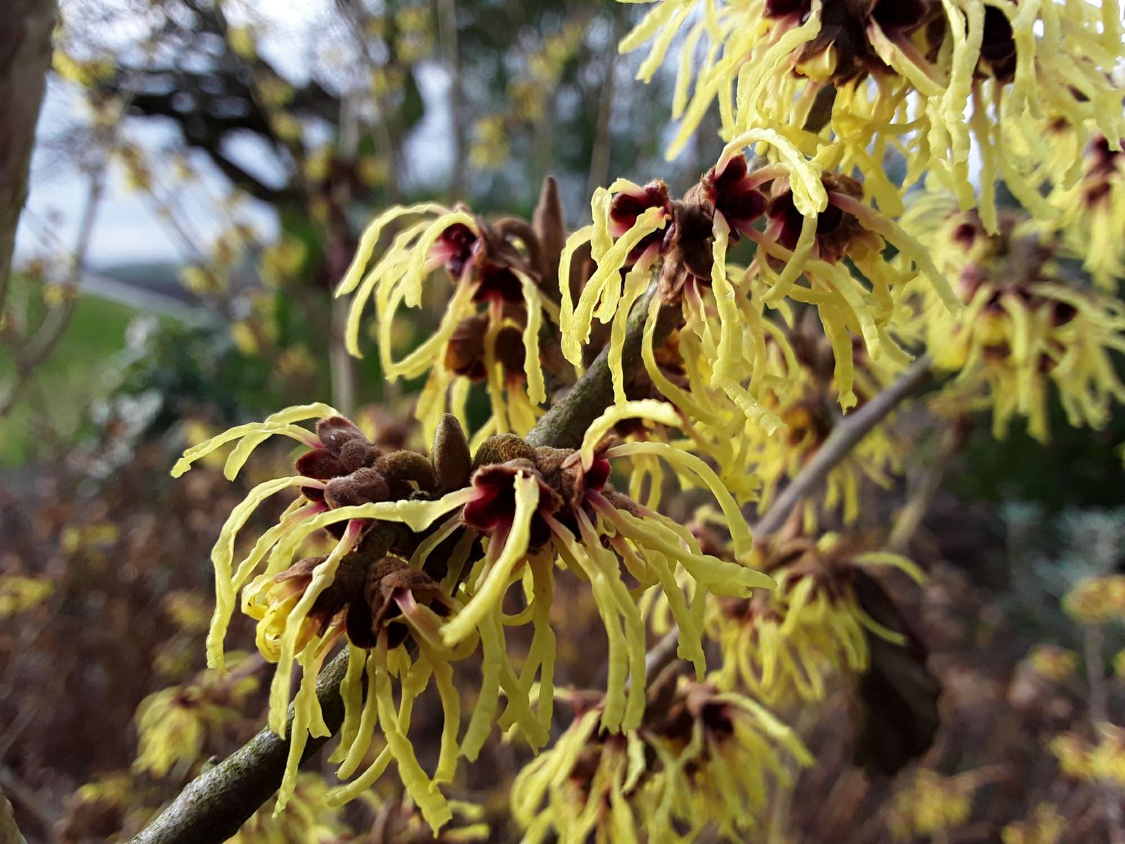 Hamamelis × intermedia 'Moonlight' - collen ystwyth, witch hazel 'Moonlight'