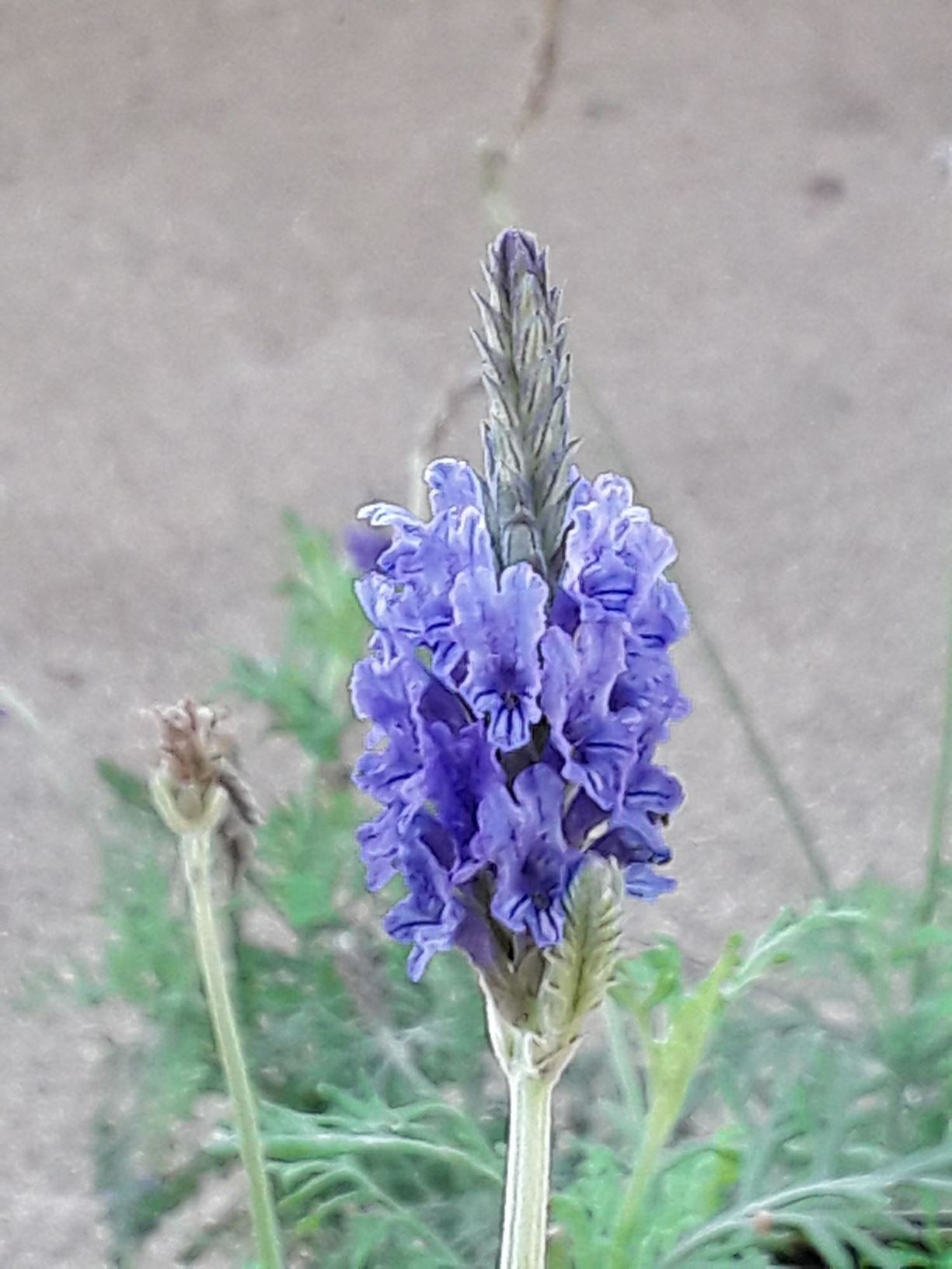 Lavandula × christiana - Lafant, Feathered Lavender