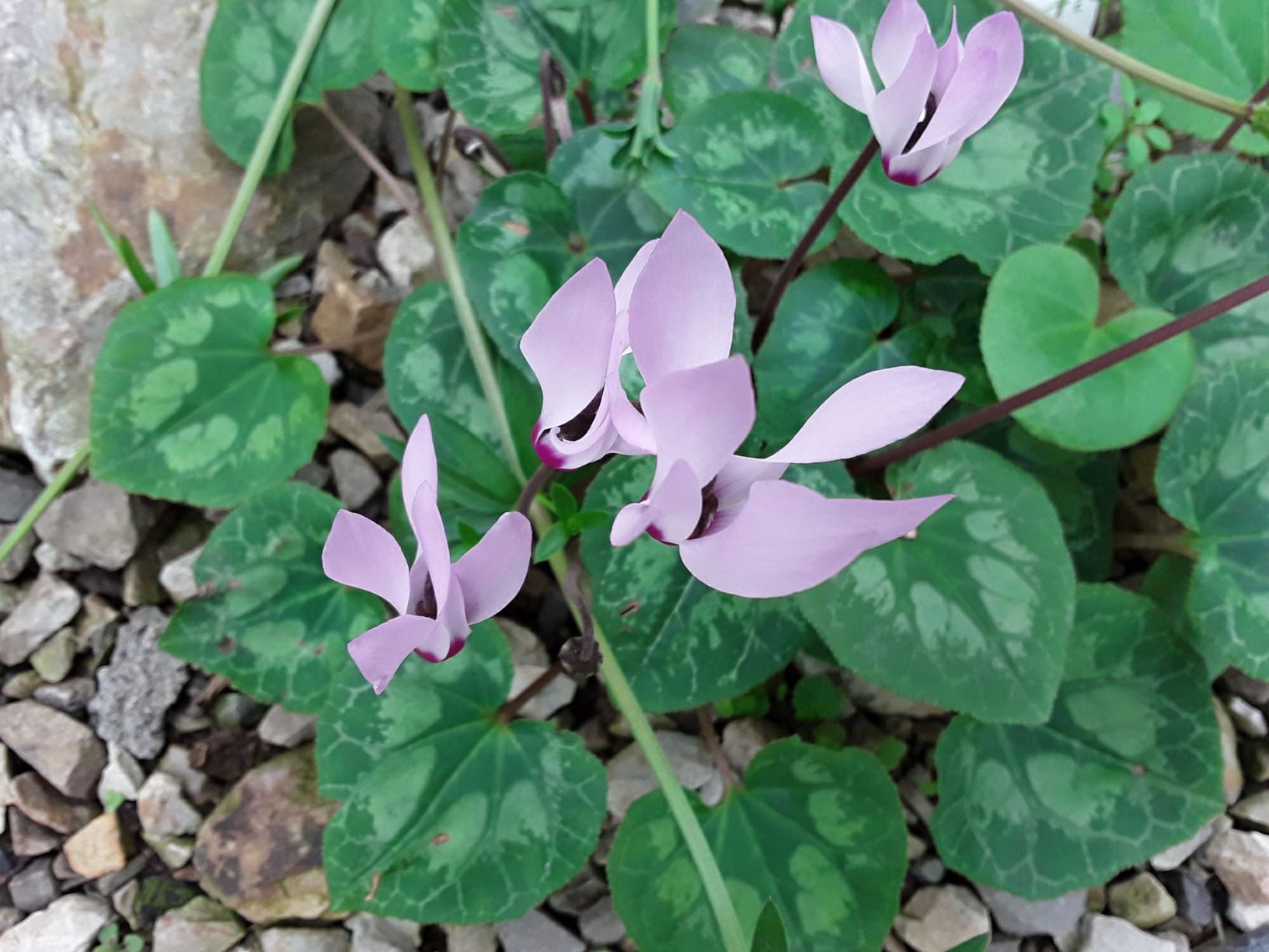 Cyclamen persicum - Persian cyclamen