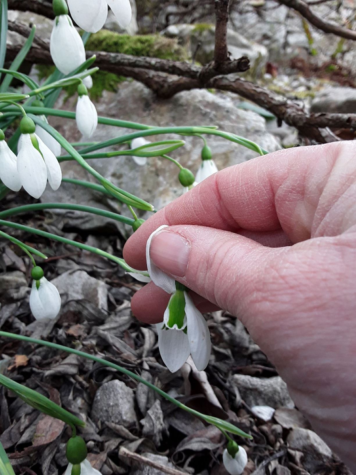 Galanthus × hybridus 'Merlin' - eirlys, snowdrop 'Merlin'