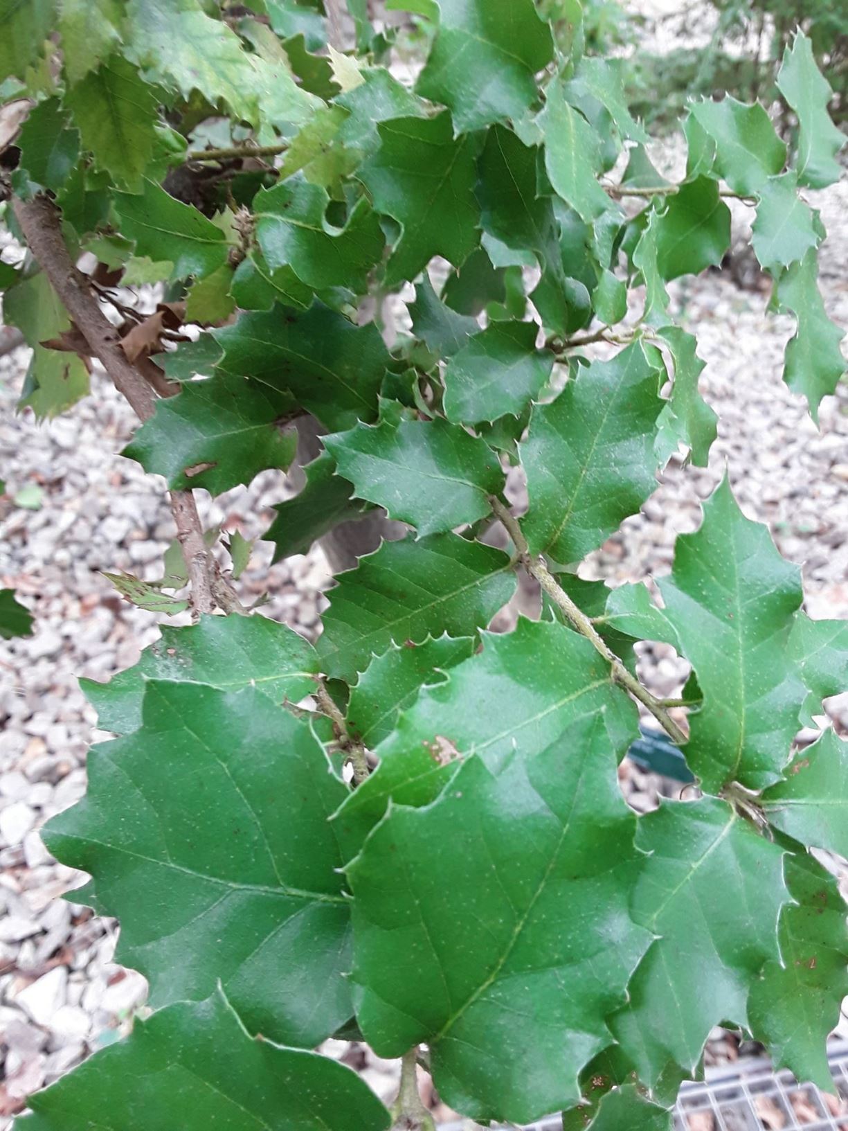 Quercus tomentella - island oak, Channel Islands oak, island live oak