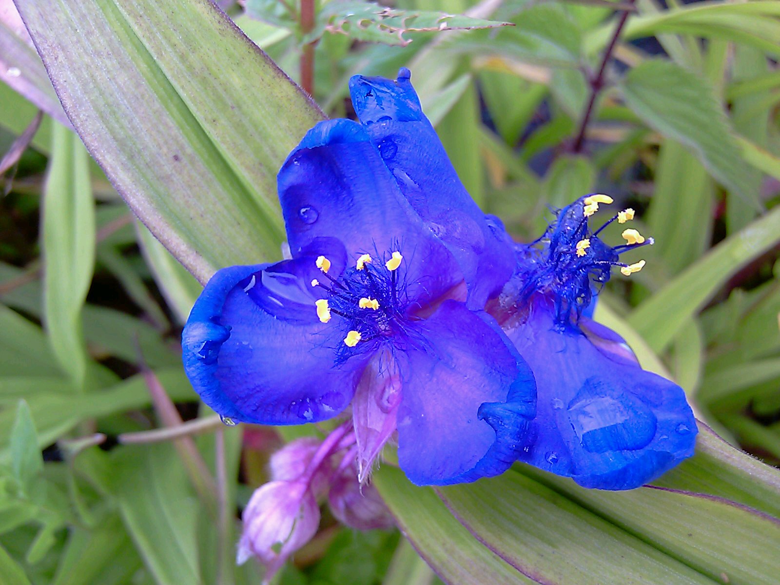 Tradescantia (Andersoniana Group) 'Purple Dome' - Spider Lily