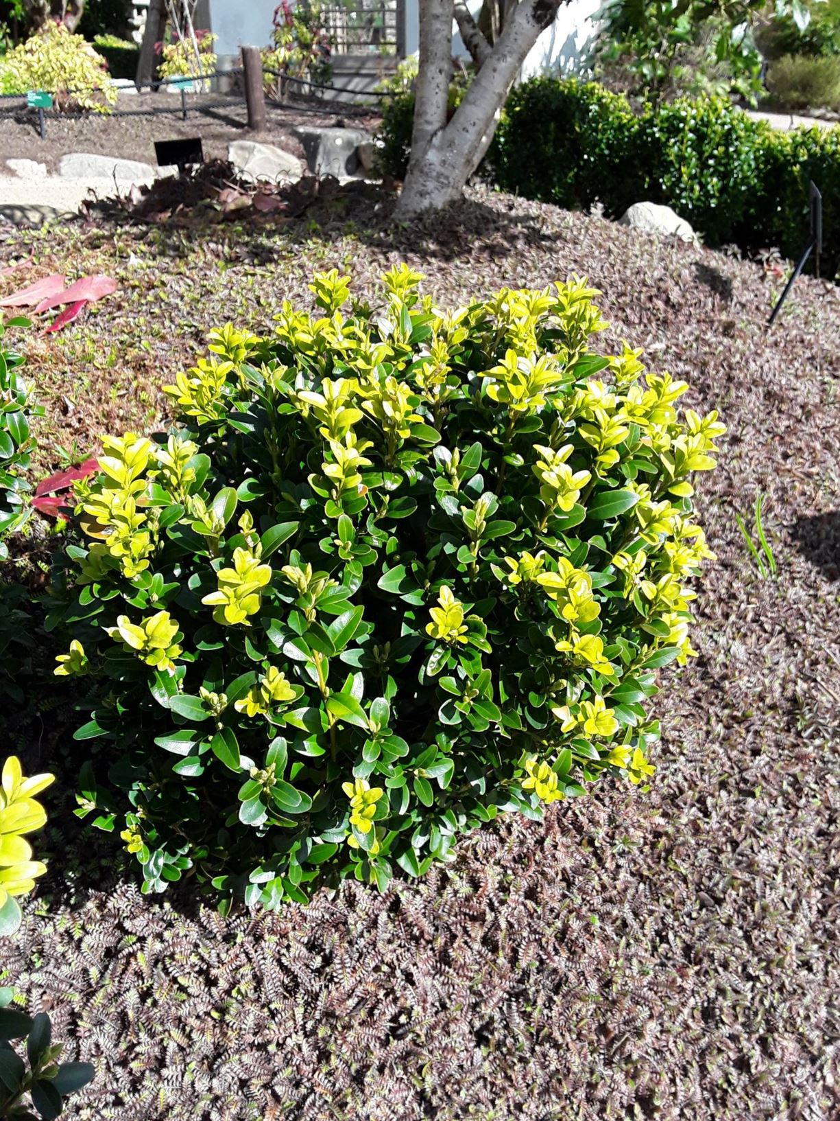 Boxwood Drivelakeland Craigslist Org - jf94viz
