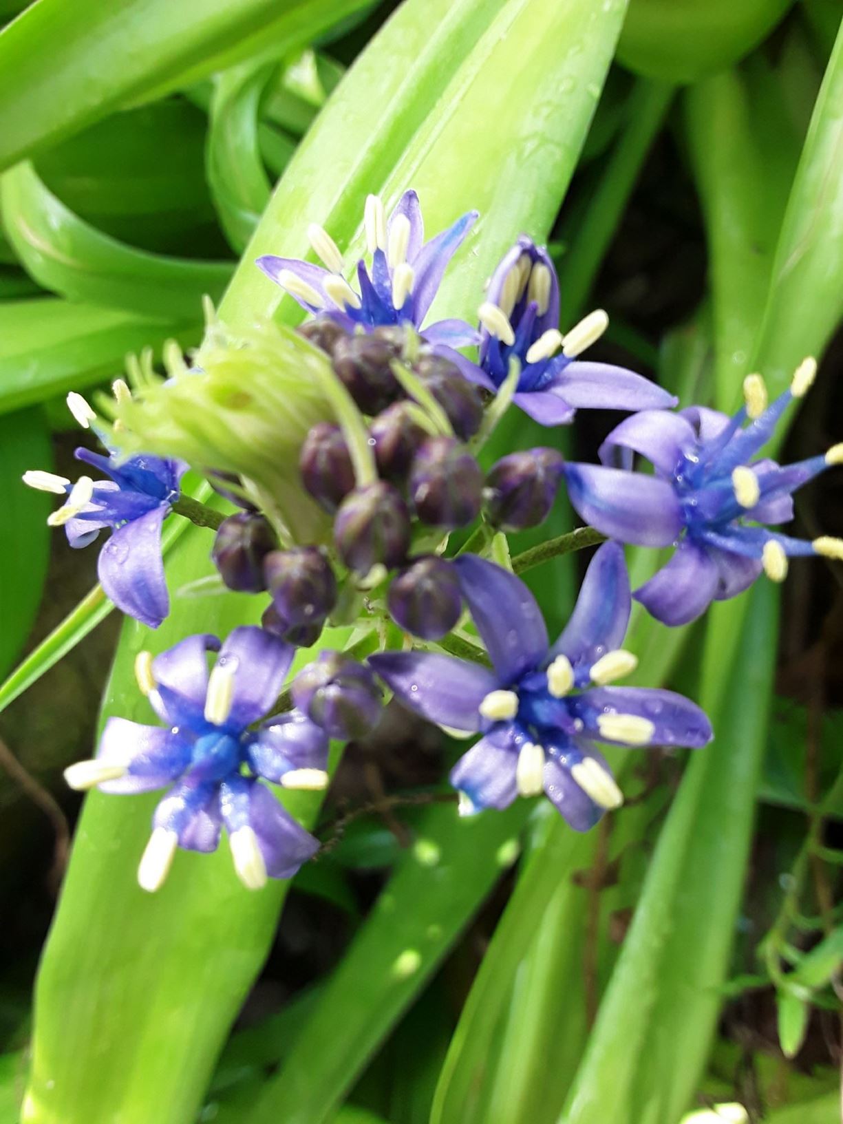 Scilla Peruviana Portuguese Squill Cuban Lily Hyacinth Of Peru 