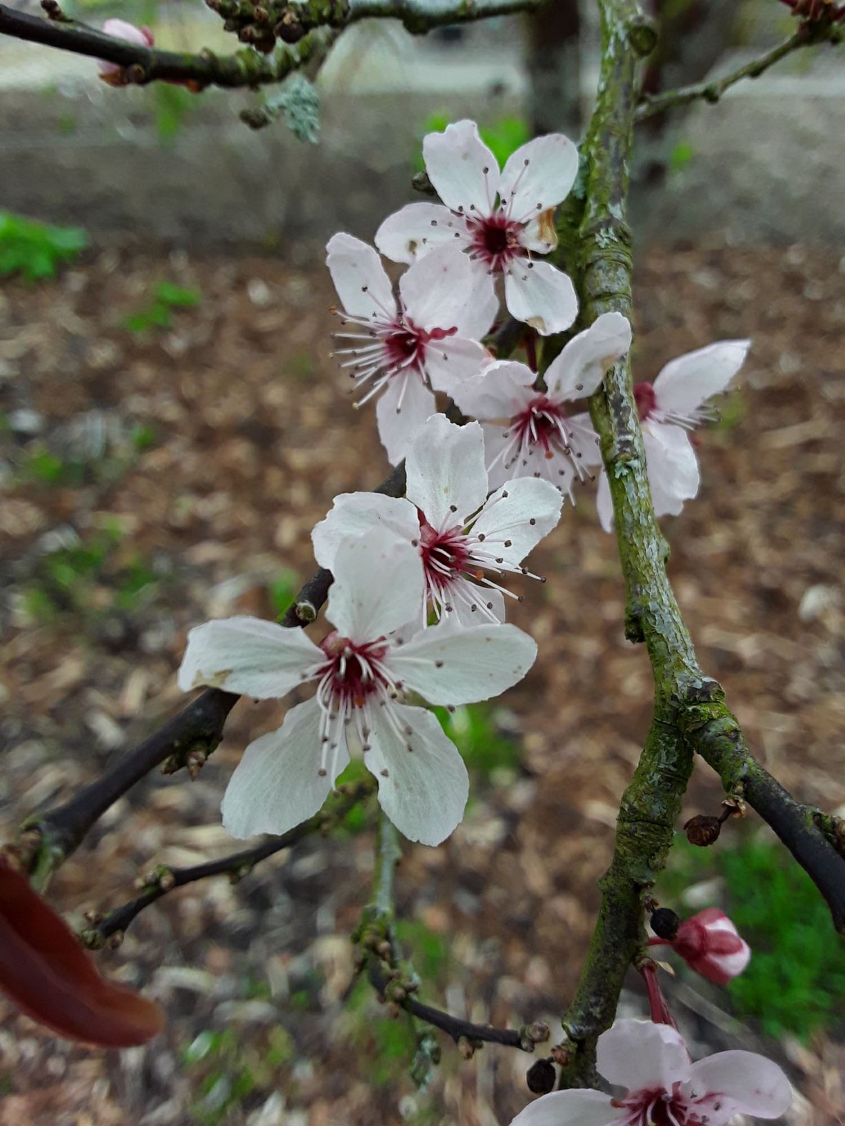 Prunus × cistena - purple-leaf sand cherry