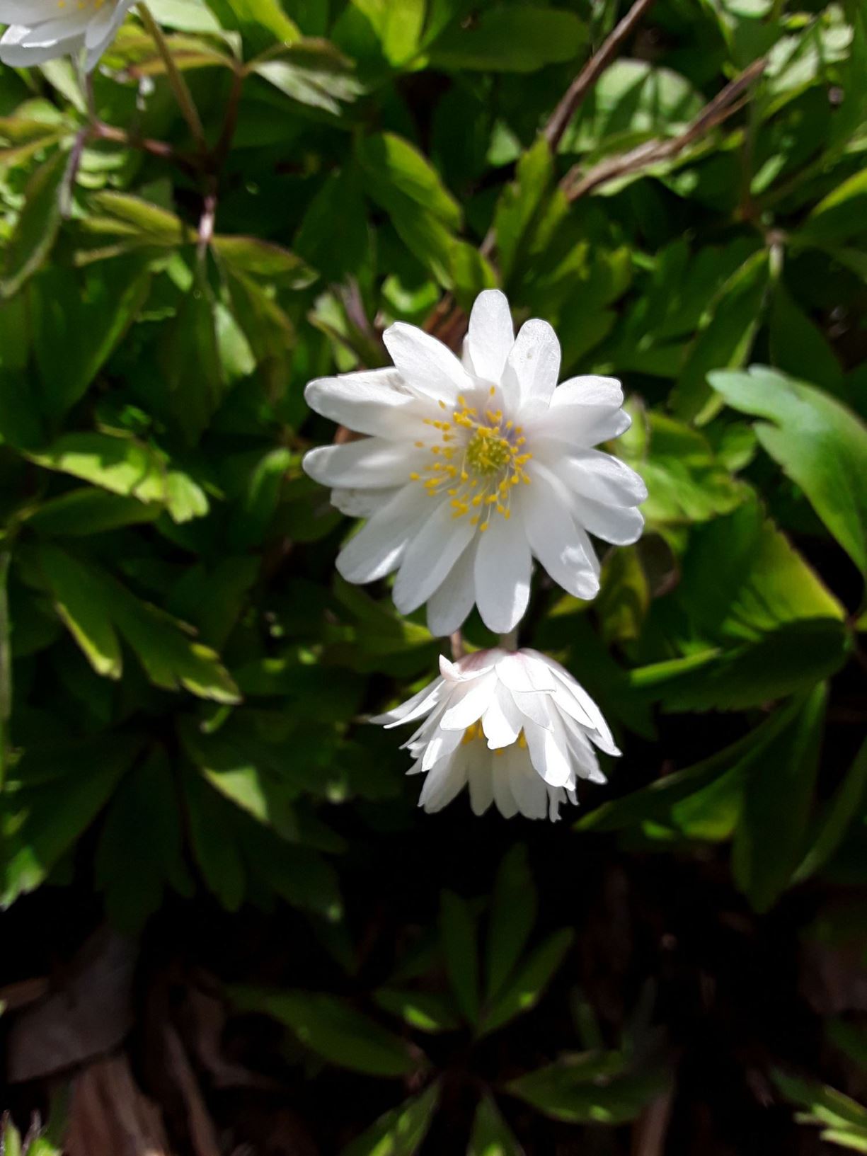 Anemone nemorosa 'Blue Eyes' blodyn y gwynt, wood anemone National