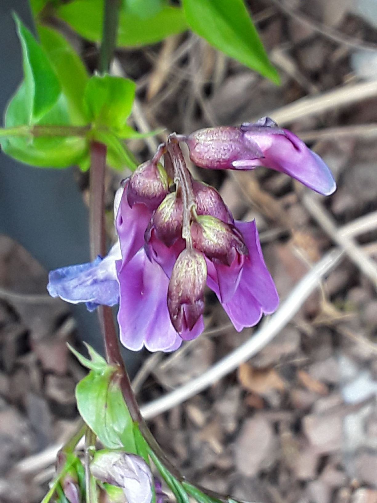 Lathyrus vernus - spring pea, bitter vetch, spring bitter vetch, spring vetch