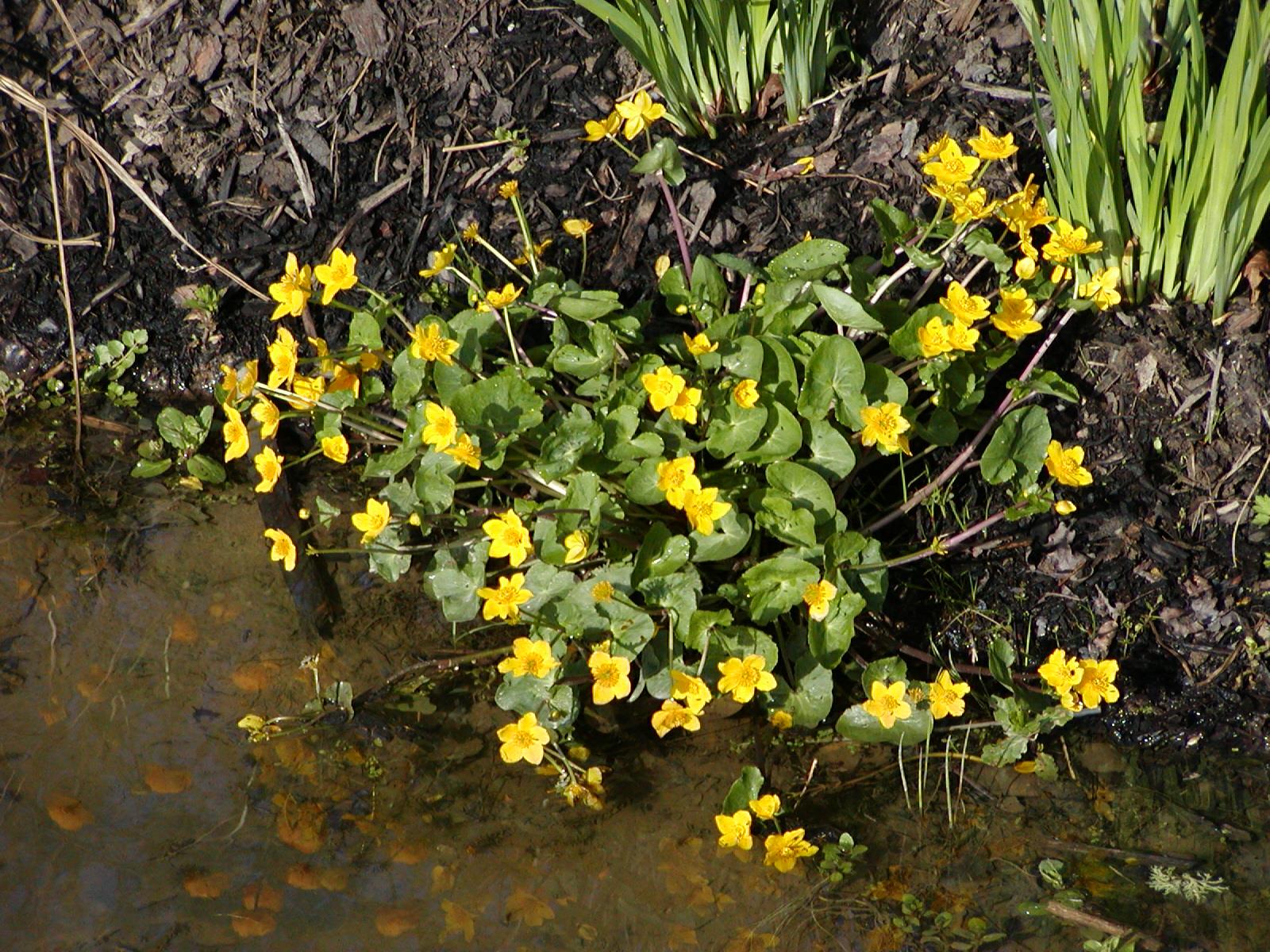 Caltha palustris 'Plena' - gold y gors, swamp marsh marigold 'Plena'